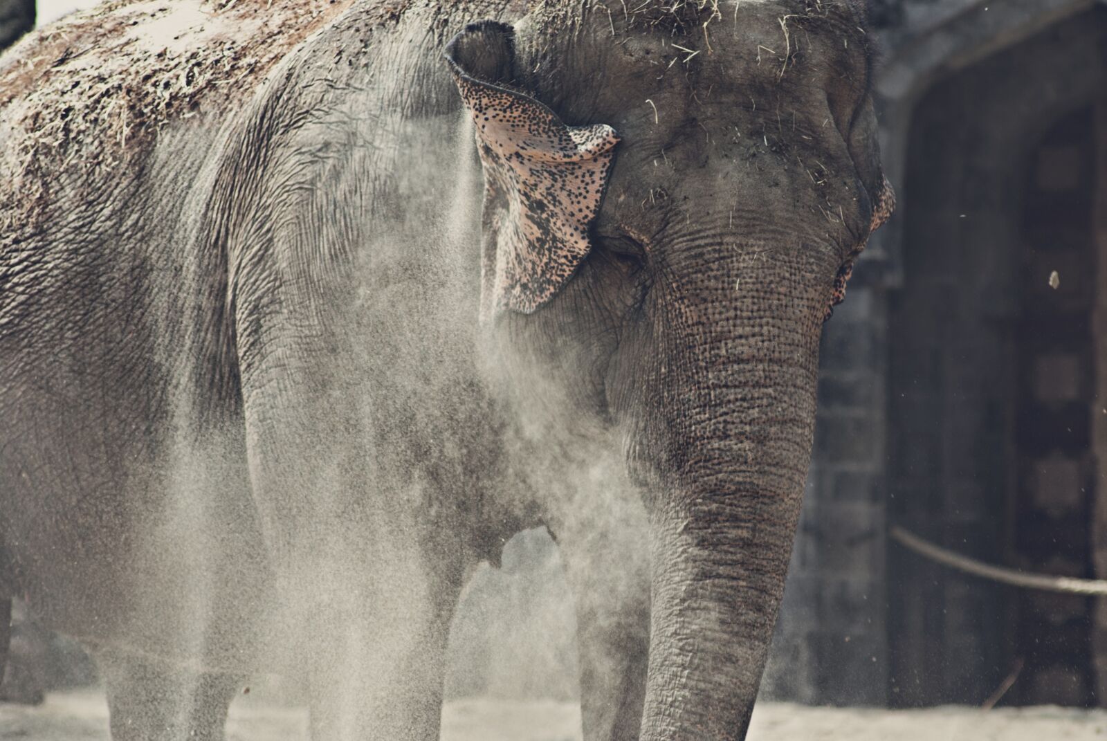 Nikon D3000 sample photo. Elephant, animal, mammals photography
