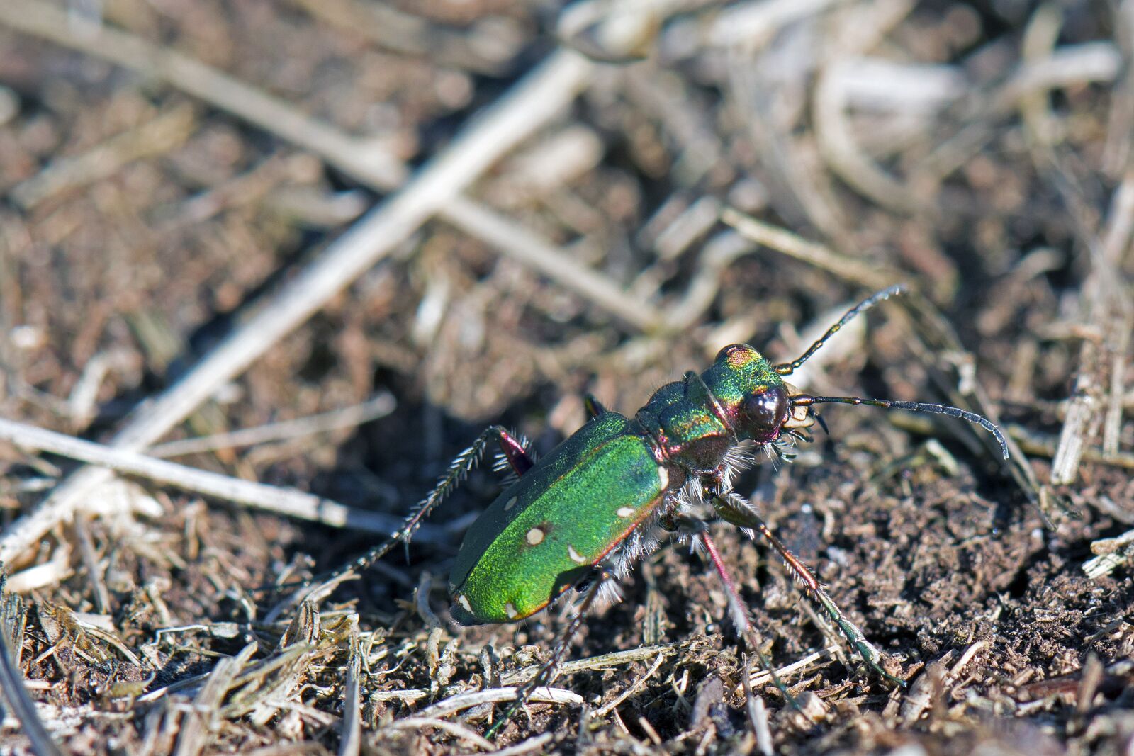 Nikon D500 sample photo. Sand run beetles, beetle photography
