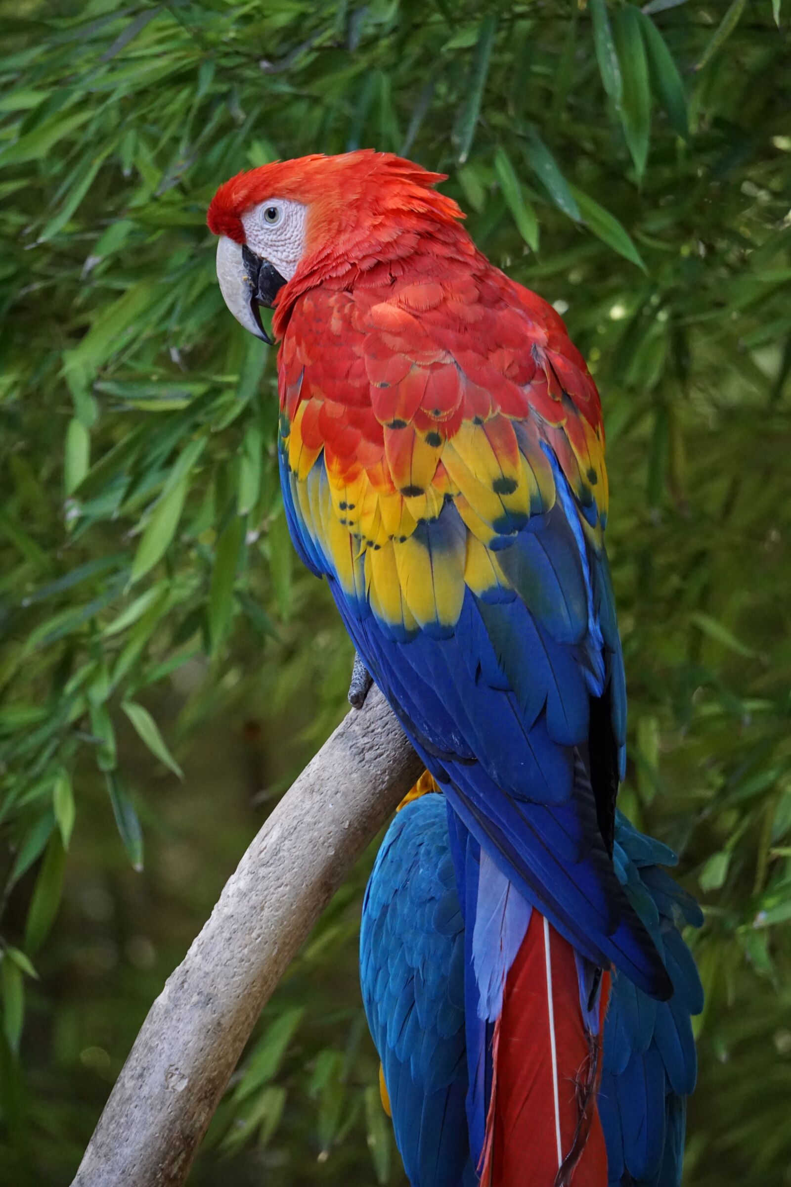 Sony E 55-210mm F4.5-6.3 OSS sample photo. Parrots, parakeets, birds photography
