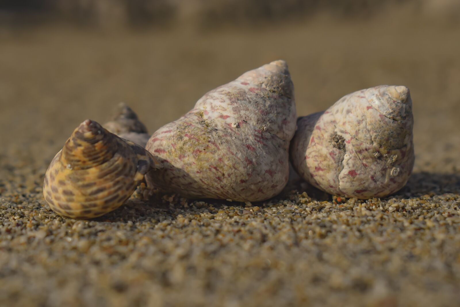 Nikon D3300 sample photo. Shells, nature, beach photography