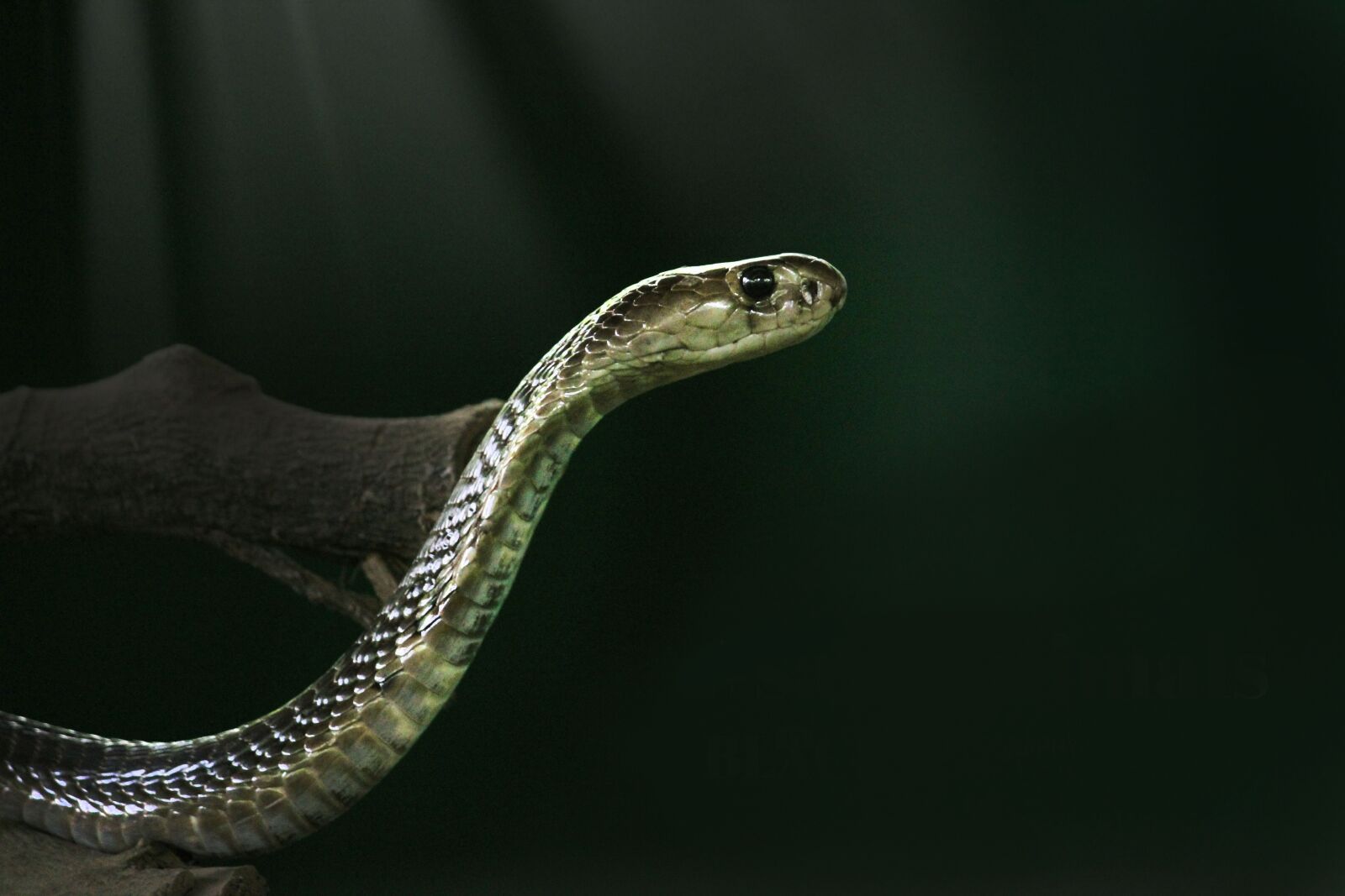 Canon EOS 1300D (EOS Rebel T6 / EOS Kiss X80) sample photo. King cobra, cobra, snake photography