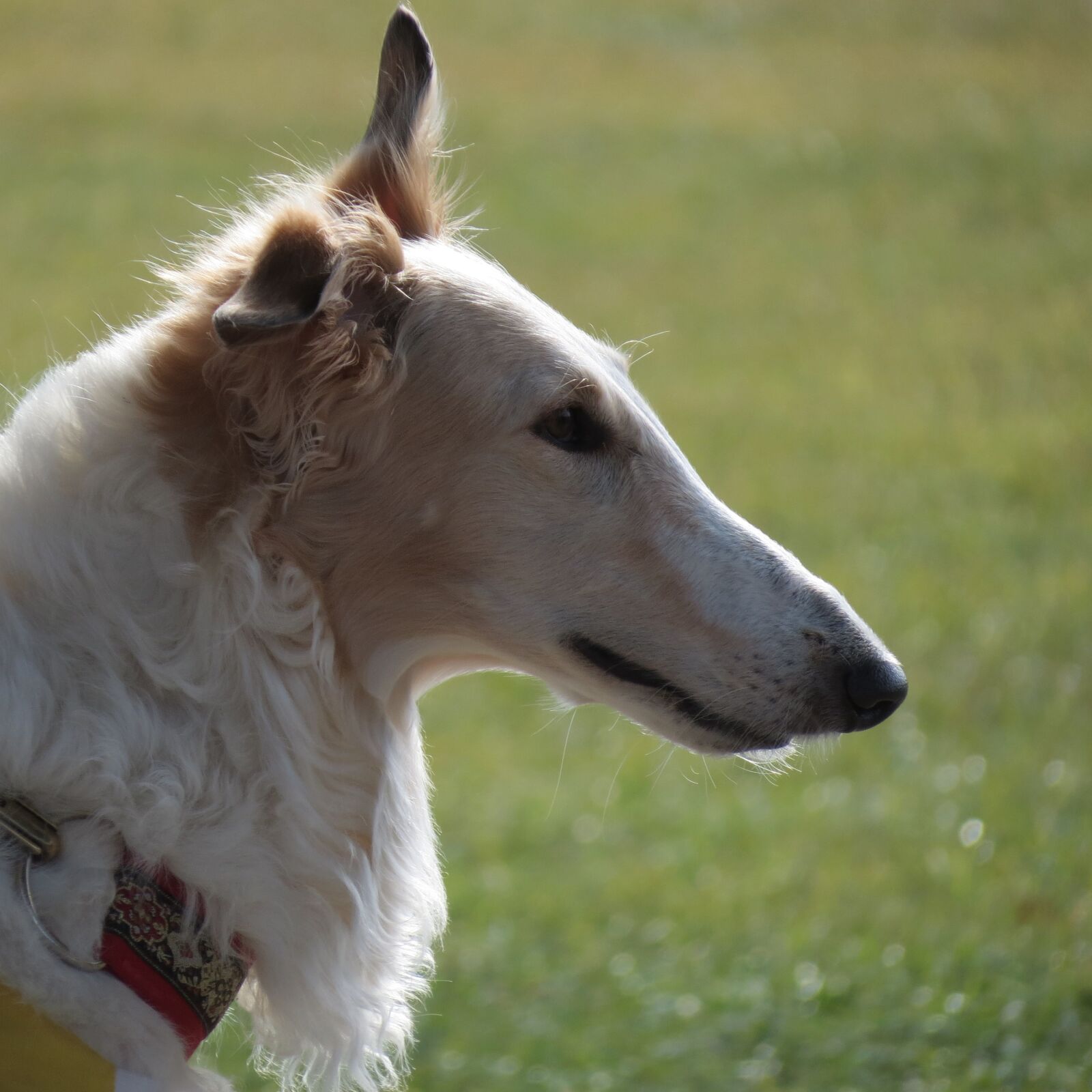 Canon PowerShot SX40 HS sample photo. Dog, pet, borzoi photography