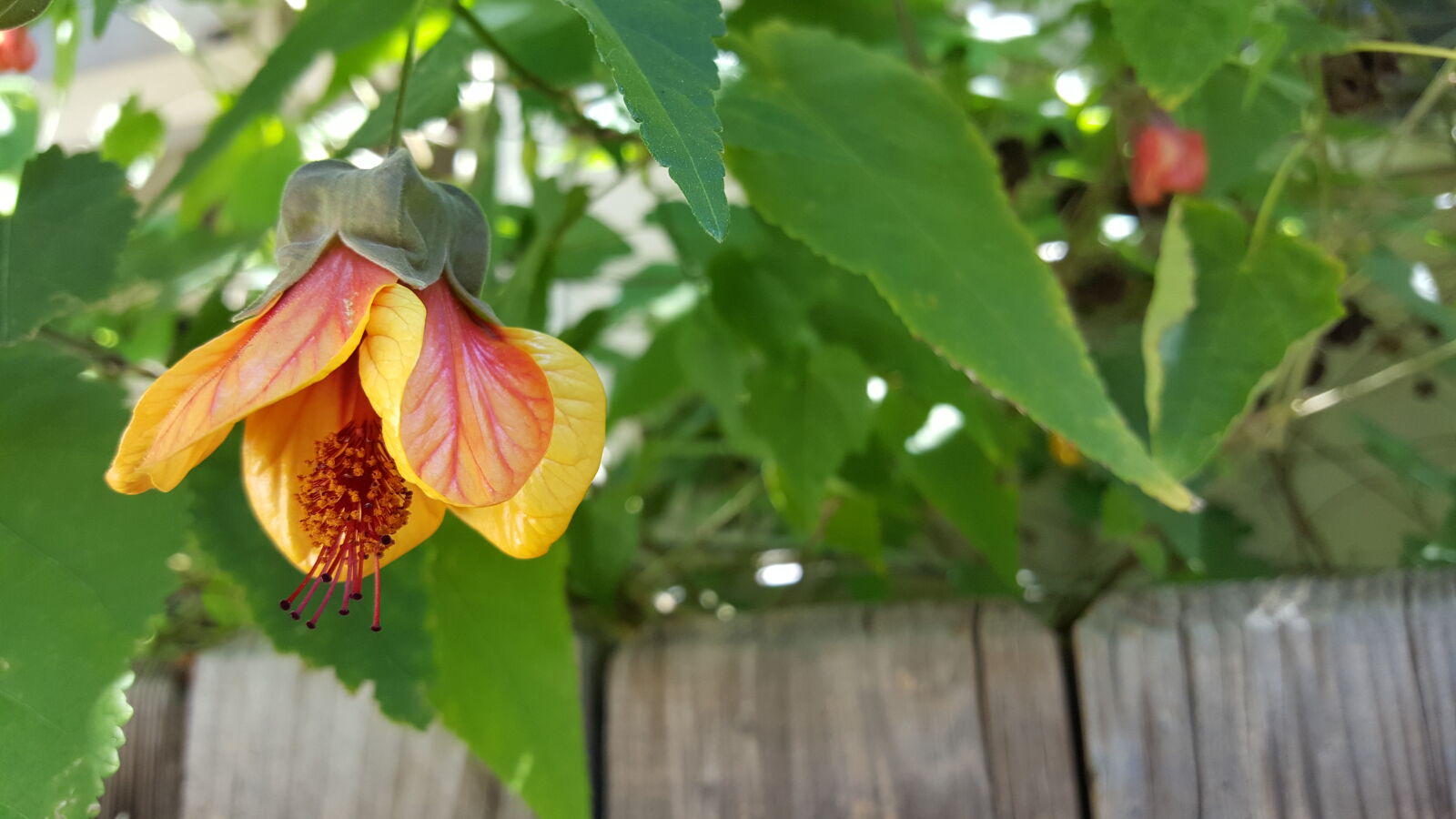 Samsung Galaxy Note5 sample photo. Orange, flower, yellow, flower photography