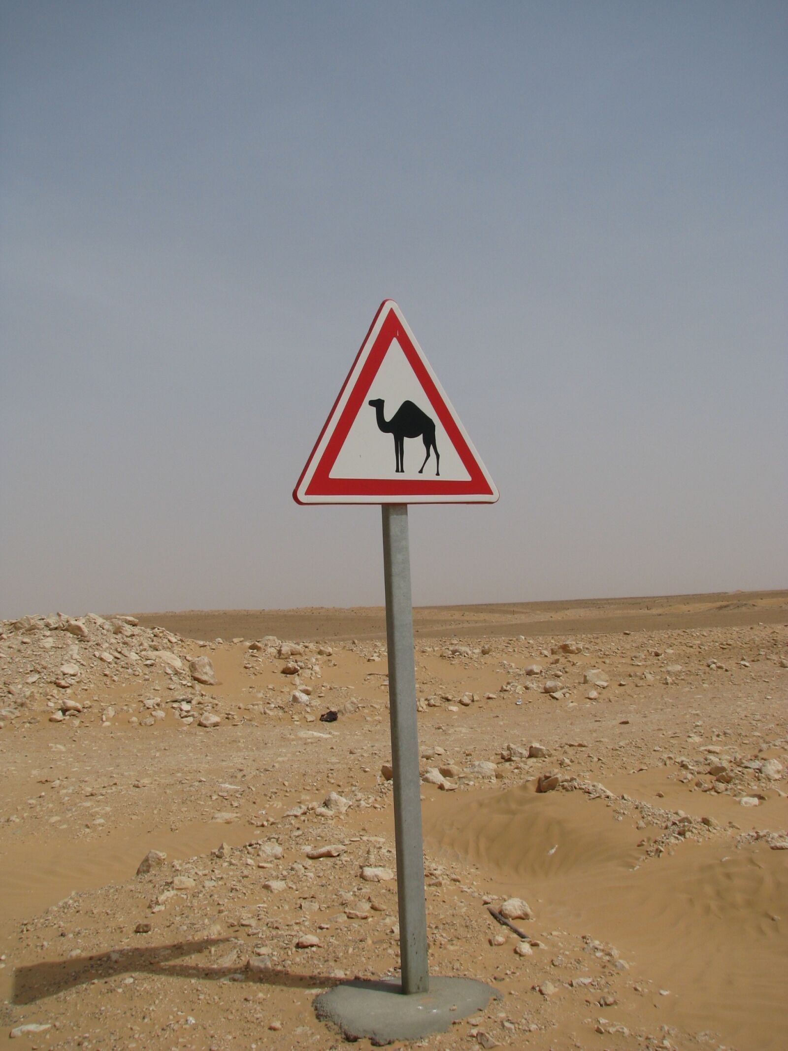 Canon POWERSHOT S5 IS sample photo. Attention, camel, note photography