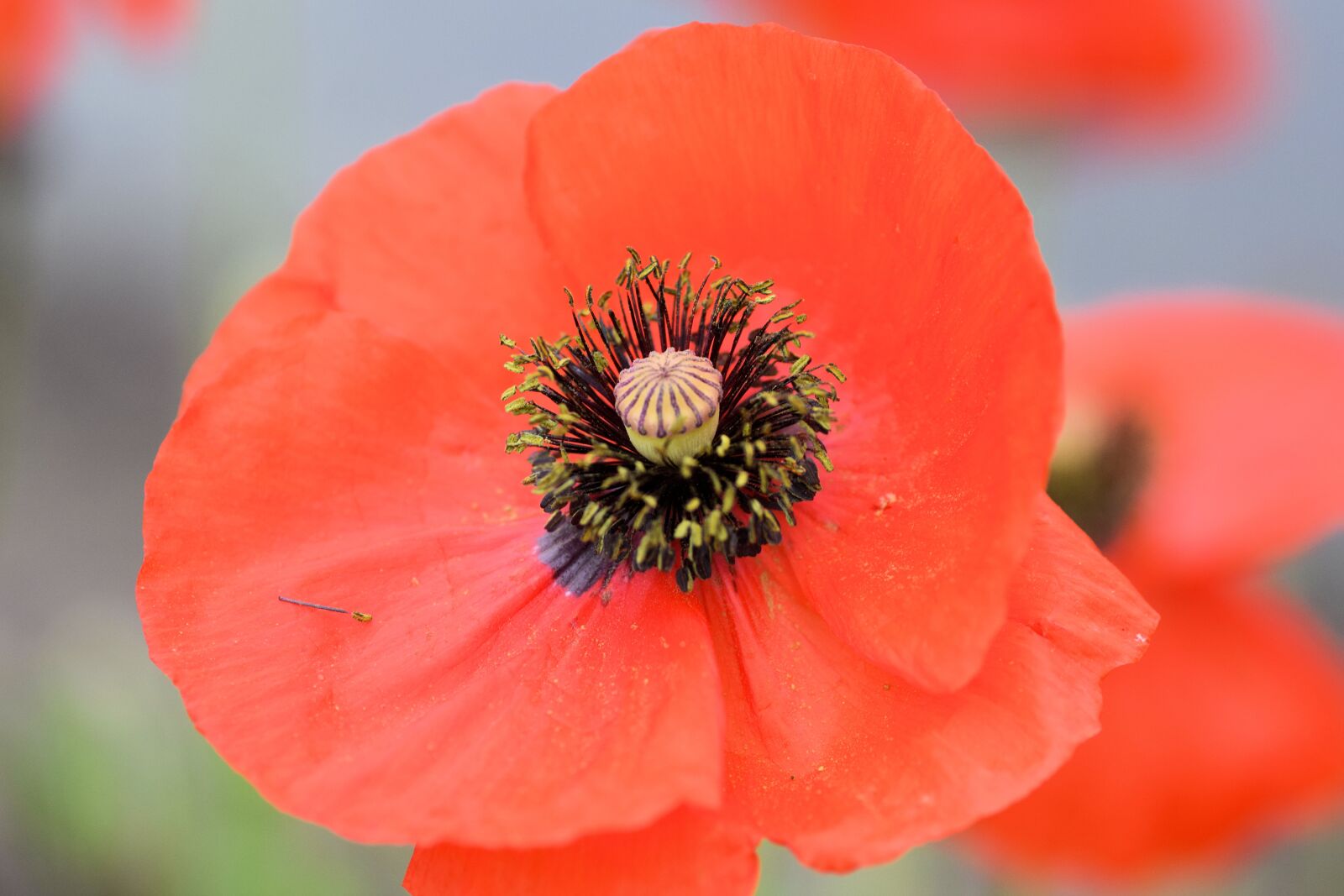 Nikon D5300 sample photo. Poppy, flower, red photography