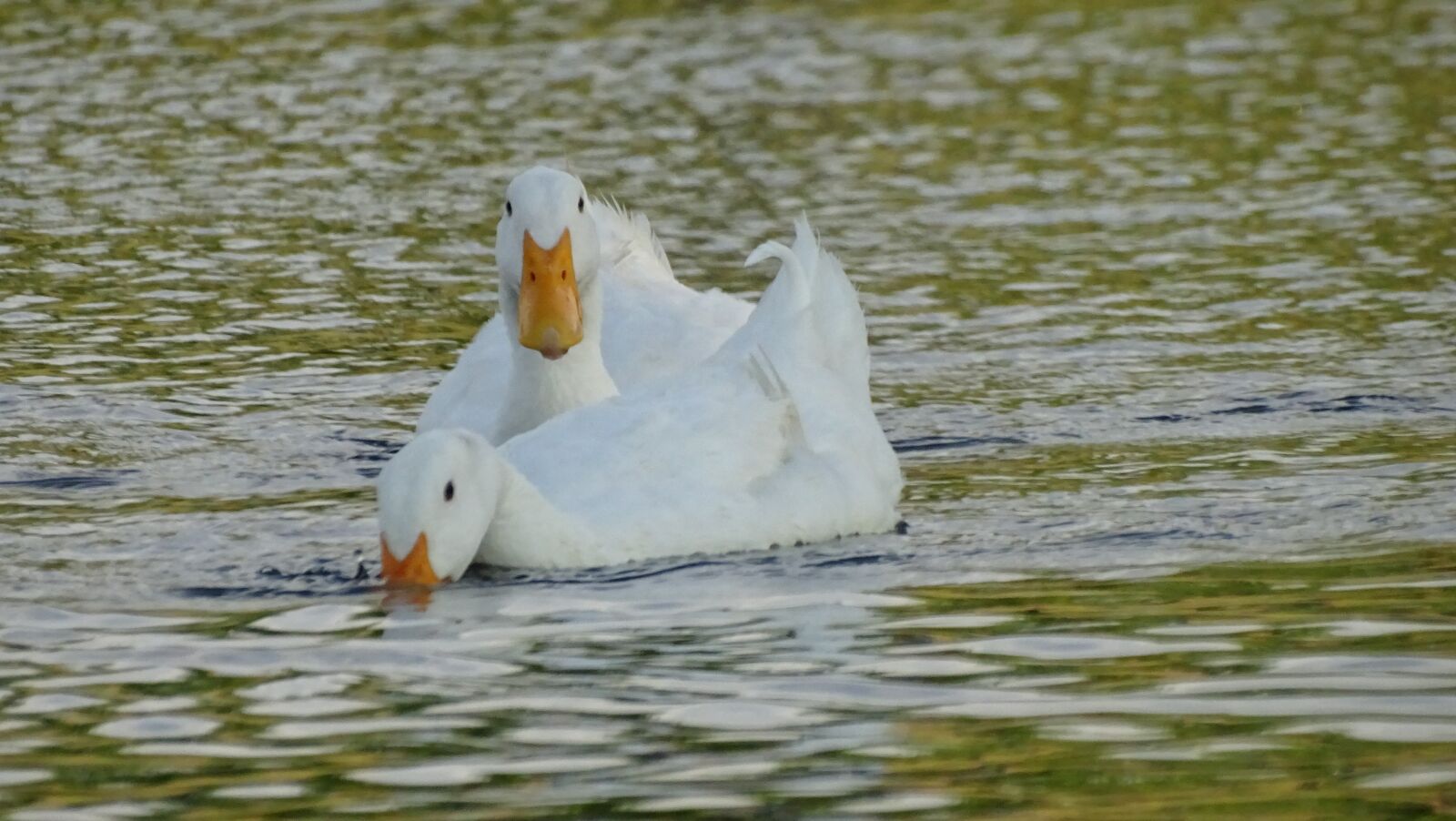 Sony Cyber-shot DSC-HX400V sample photo. White, goose, animal photography