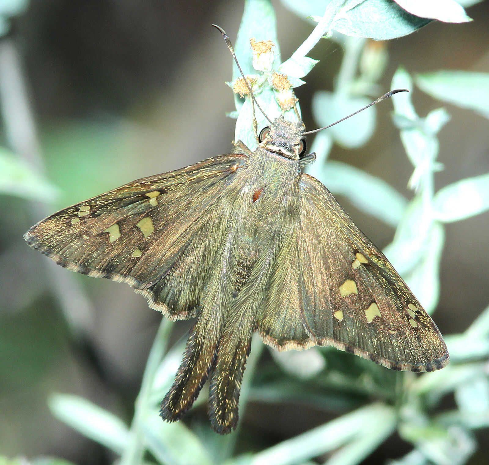 Canon EF 300mm F4L IS USM sample photo