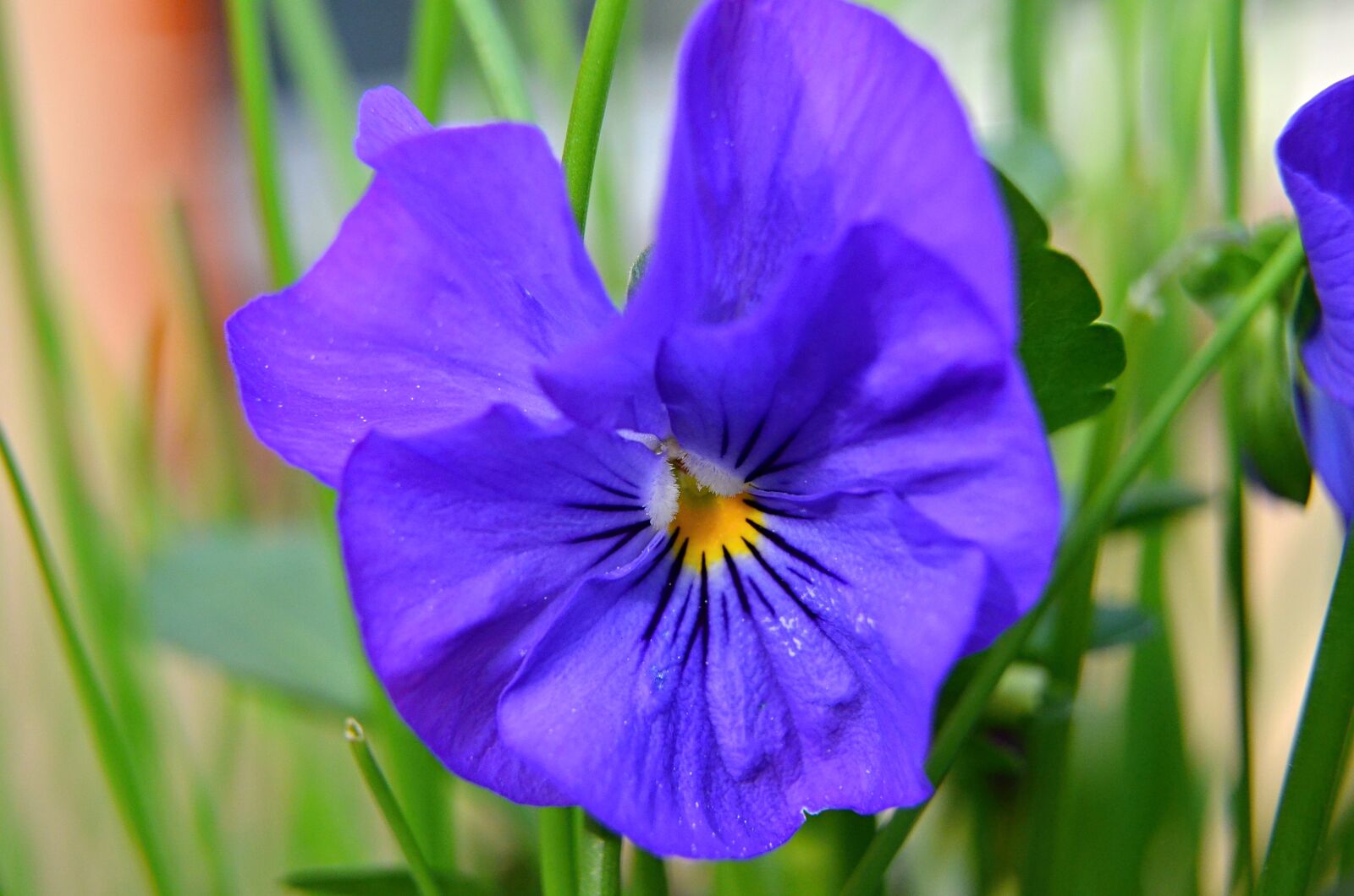 Nikon D5100 sample photo. Viola, pansy, flower photography