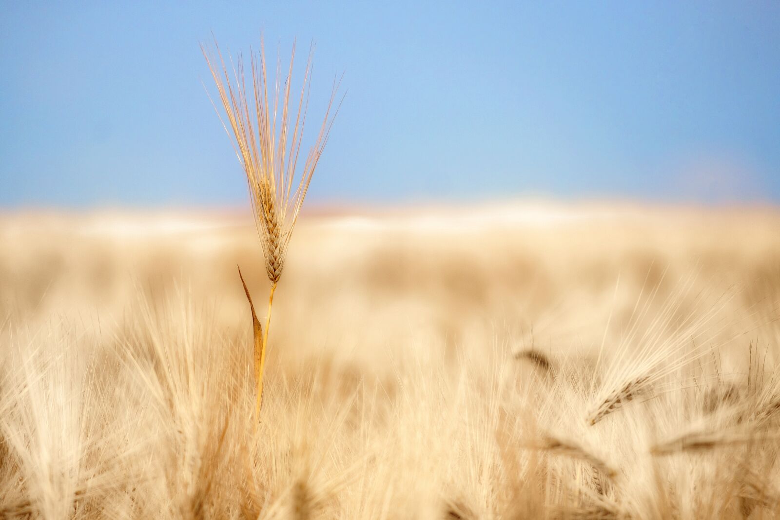 Fujifilm X-T2 + Fujifilm XF 55-200mm F3.5-4.8 R LM OIS sample photo. Wheat, cereals, ear photography