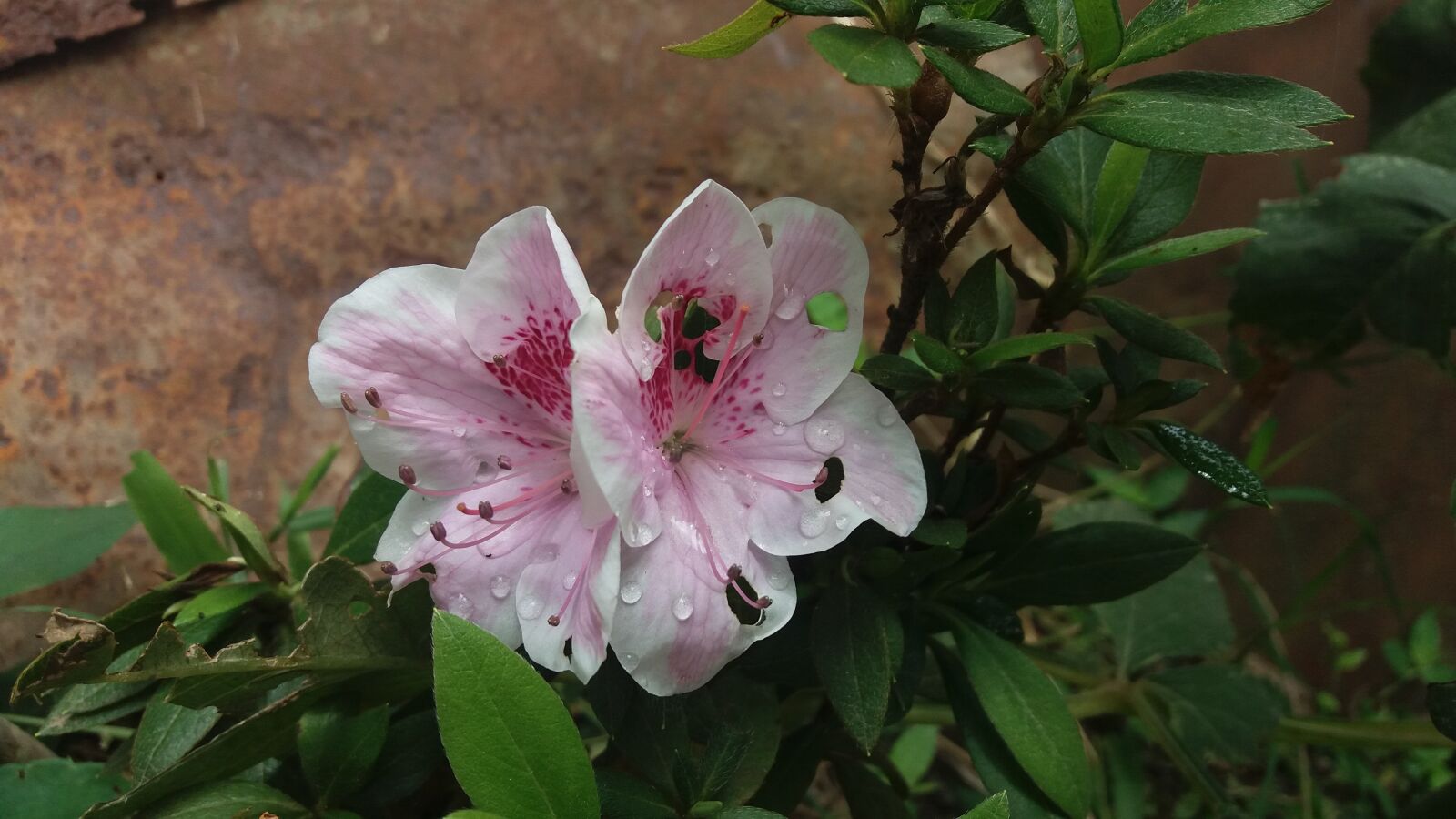 Samsung Galaxy J5 sample photo. Flower, flowers, nature photography