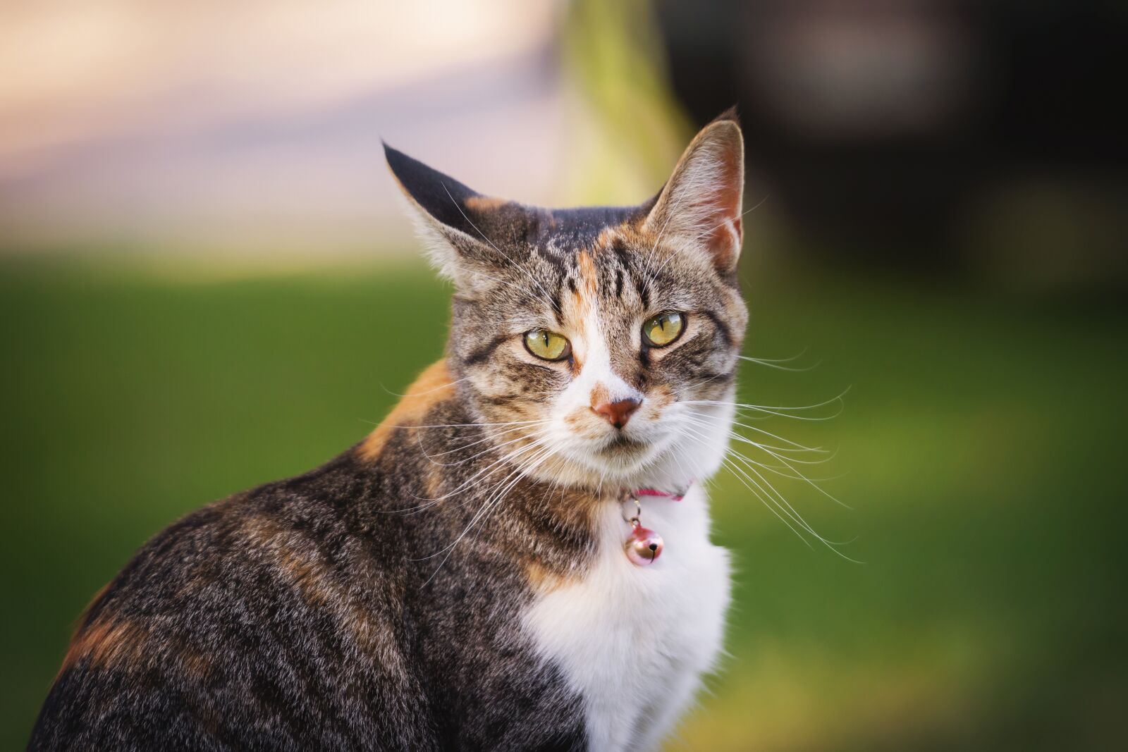 Nikon D7200 sample photo. Cat, kitty, animal photography