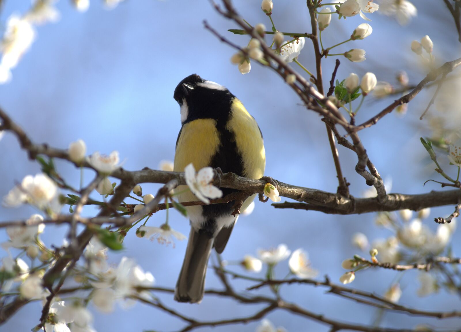 Pentax K-30 sample photo. Tit, bird, flowers photography