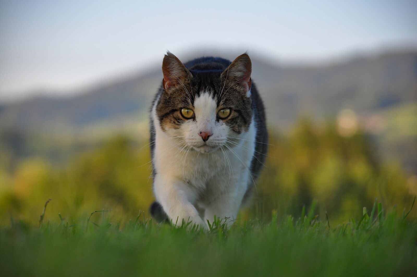Nikon D90 sample photo. Cat, pet, animal photography