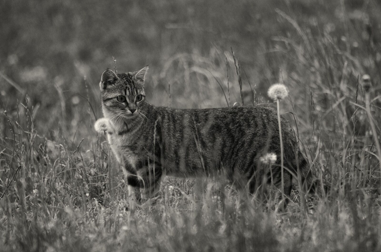 Nikon D5100 sample photo. Grayscale, photo, of, short photography