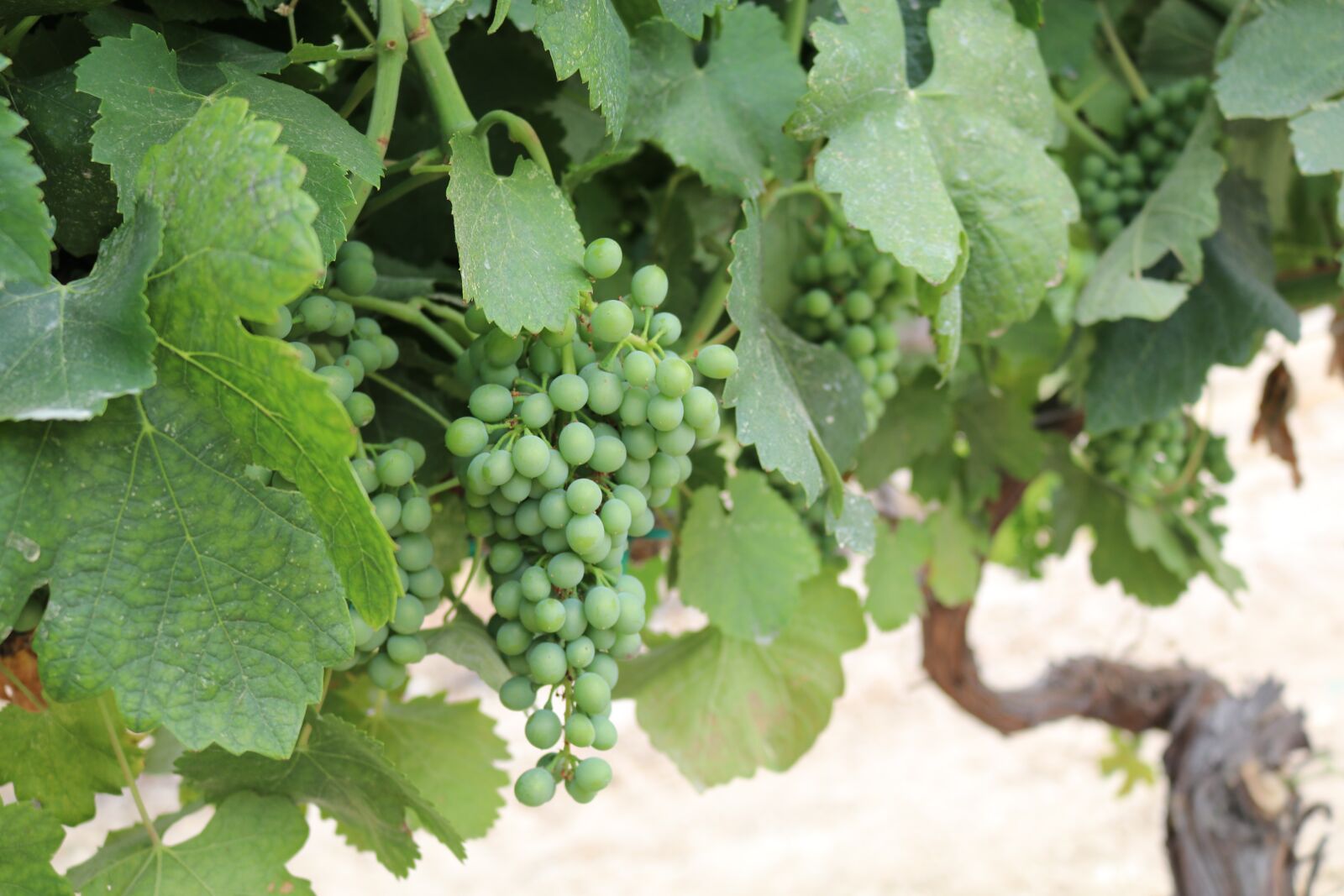 Canon EOS 80D sample photo. Green, syrah grapes, grape photography