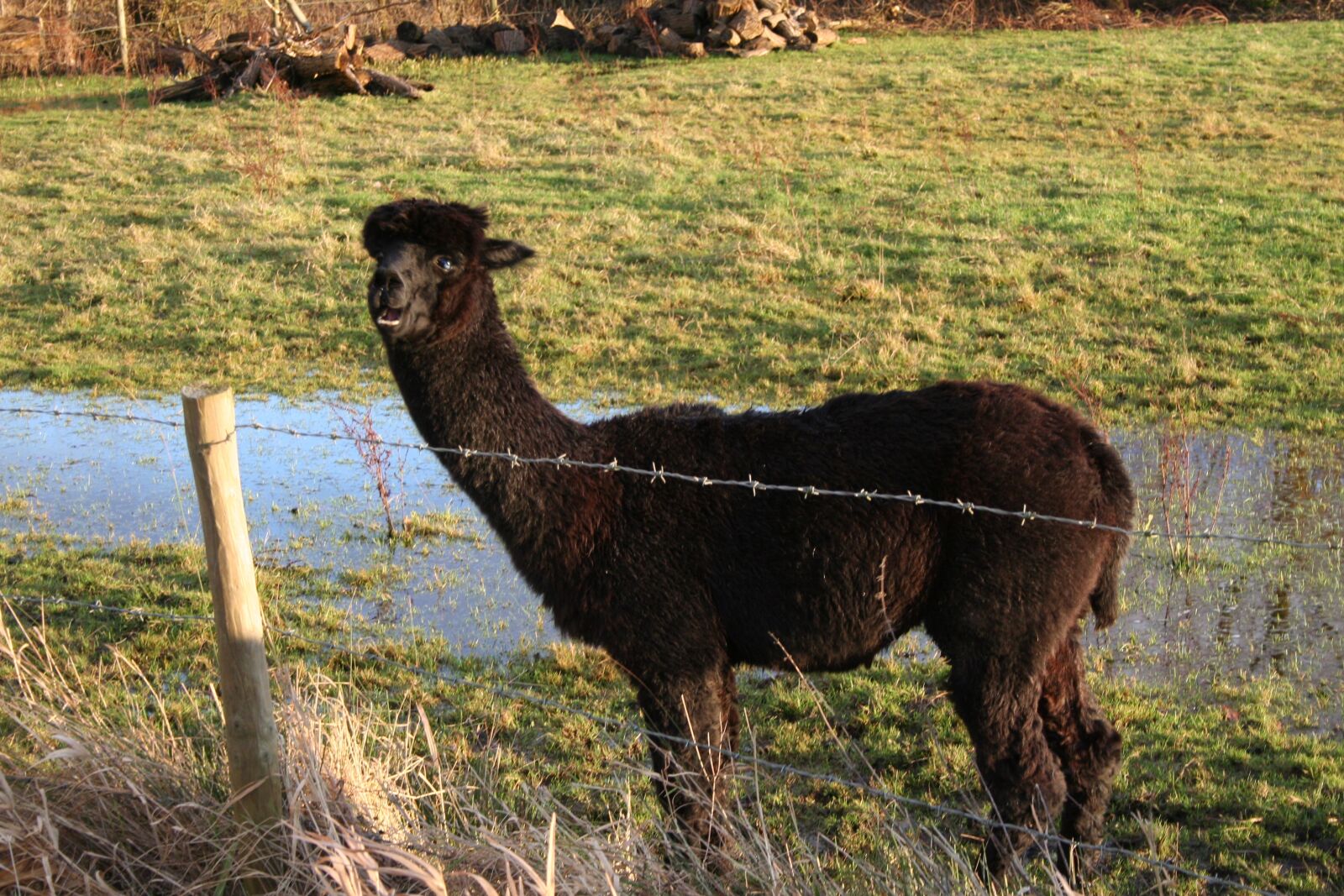 Canon EOS 350D (EOS Digital Rebel XT / EOS Kiss Digital N) sample photo. Alpaca, grass, animal photography
