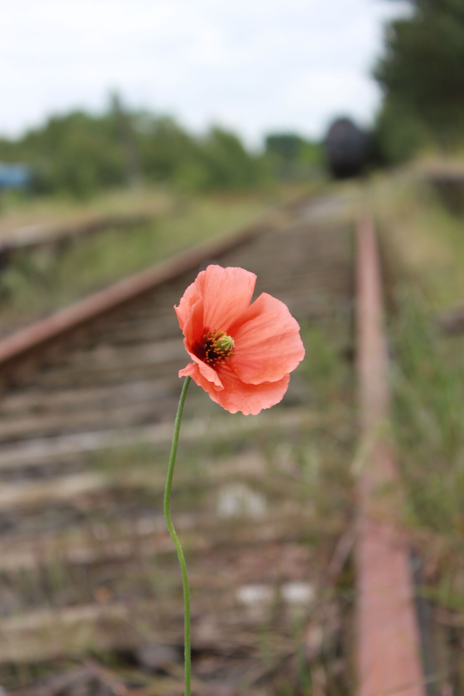 Canon EOS 500D (EOS Rebel T1i / EOS Kiss X3) sample photo. Poppy, blossom, bloom photography