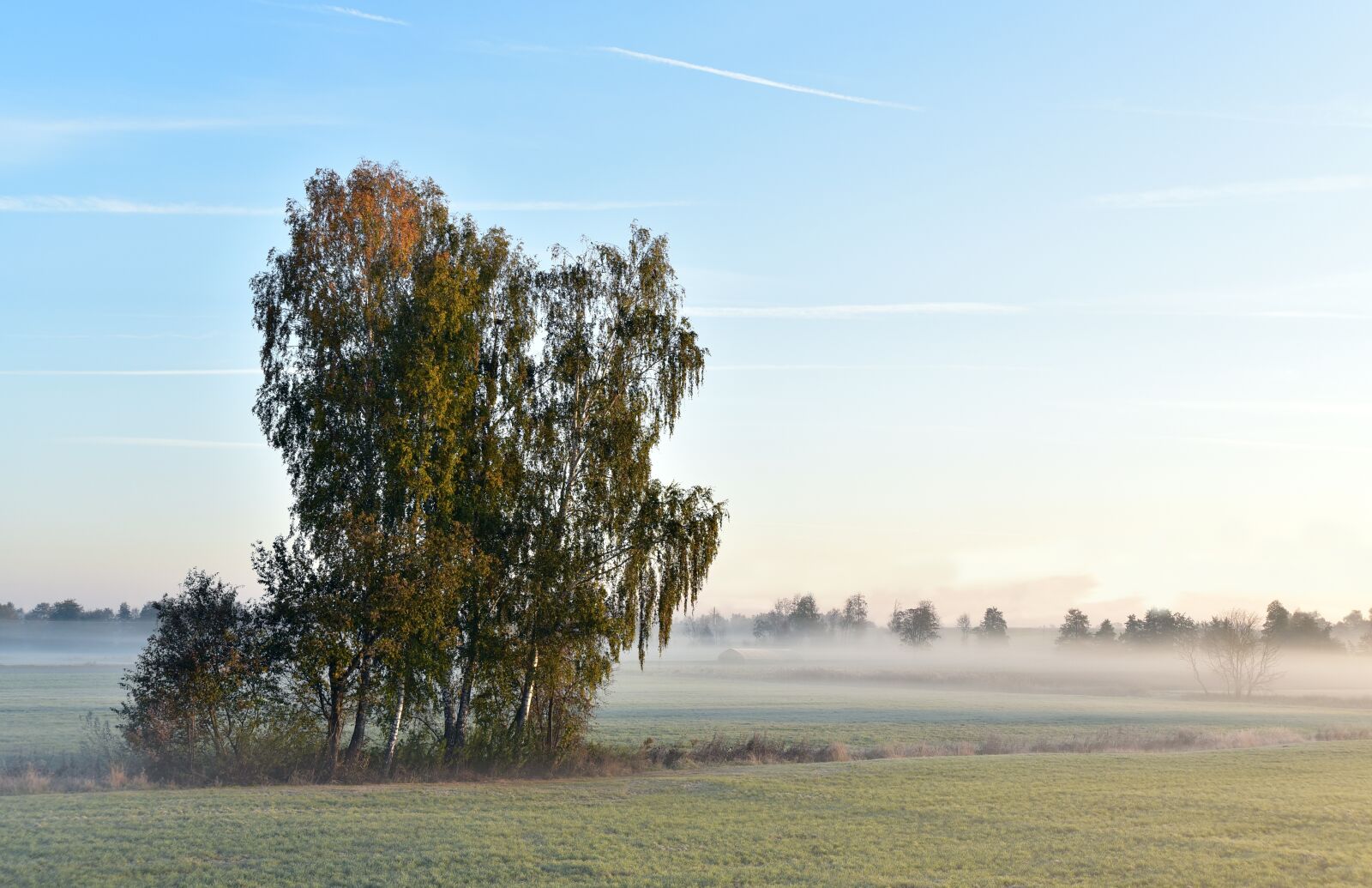 Nikon D750 sample photo. Tree, haze, fog photography