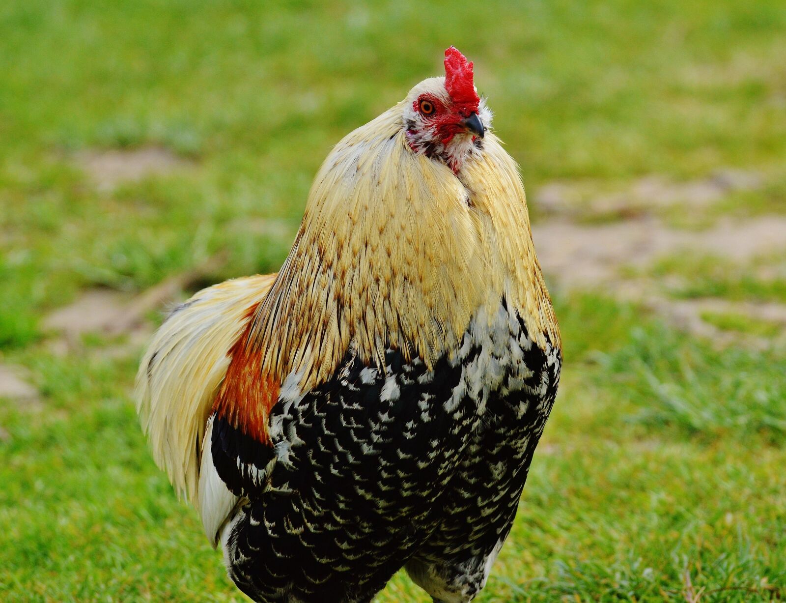 Nikon D3200 sample photo. Hahn, wildpark poing, pride photography