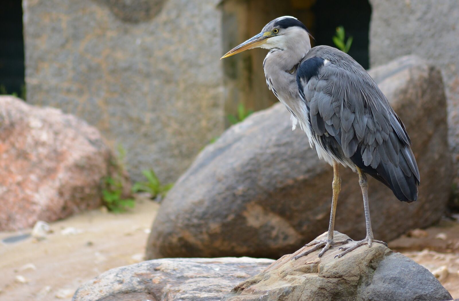 Nikon D5200 sample photo. Animal world, nature, bird photography