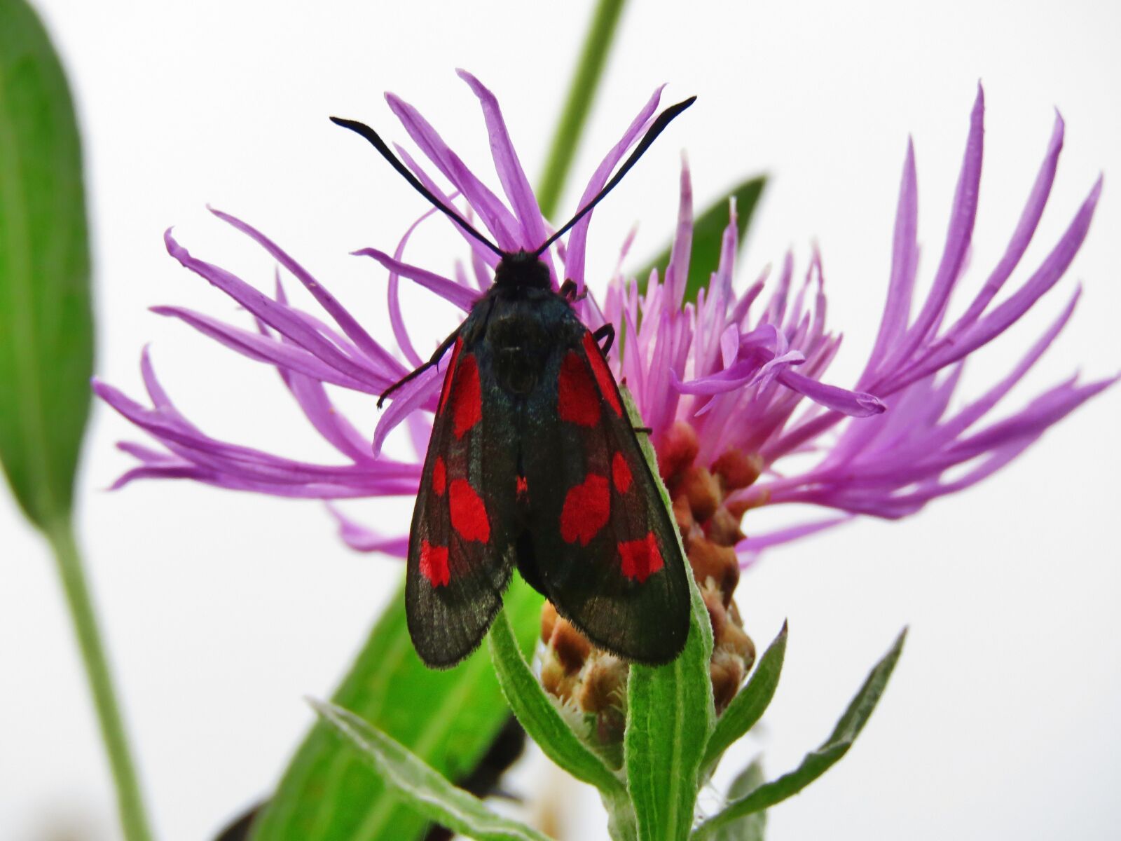 Canon PowerShot SX60 HS sample photo. Burnet, butterfly, insect photography
