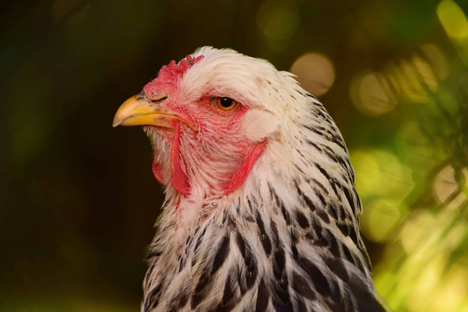 Nikon D3300 sample photo. Nature, hen, bird, animal photography