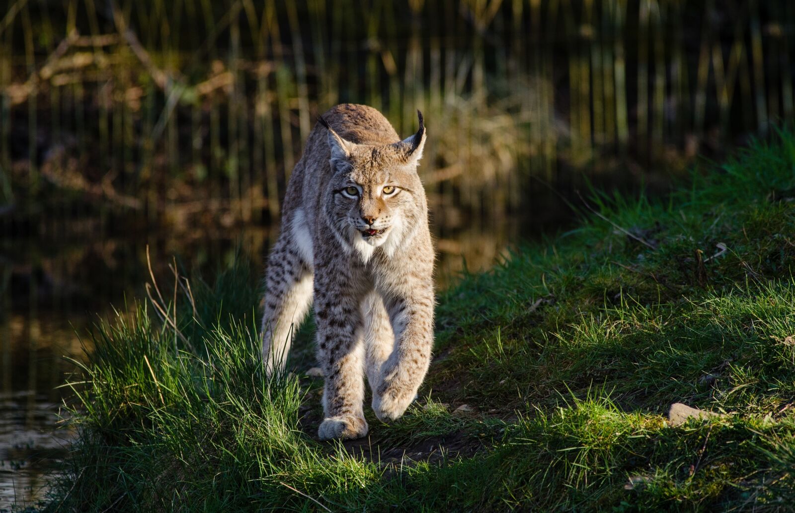 Nikon D7000 sample photo. Bobcat, wildlife, predator photography
