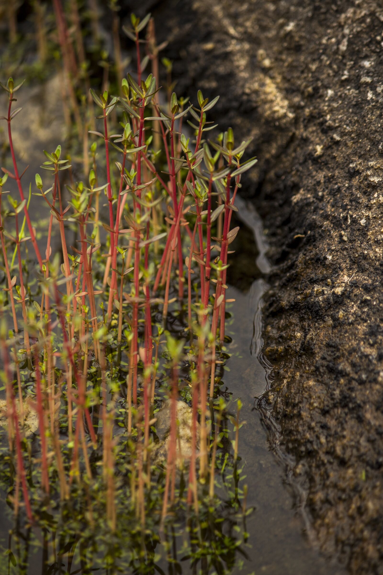 Canon EOS 700D (EOS Rebel T5i / EOS Kiss X7i) sample photo. Mountain top, rain water photography