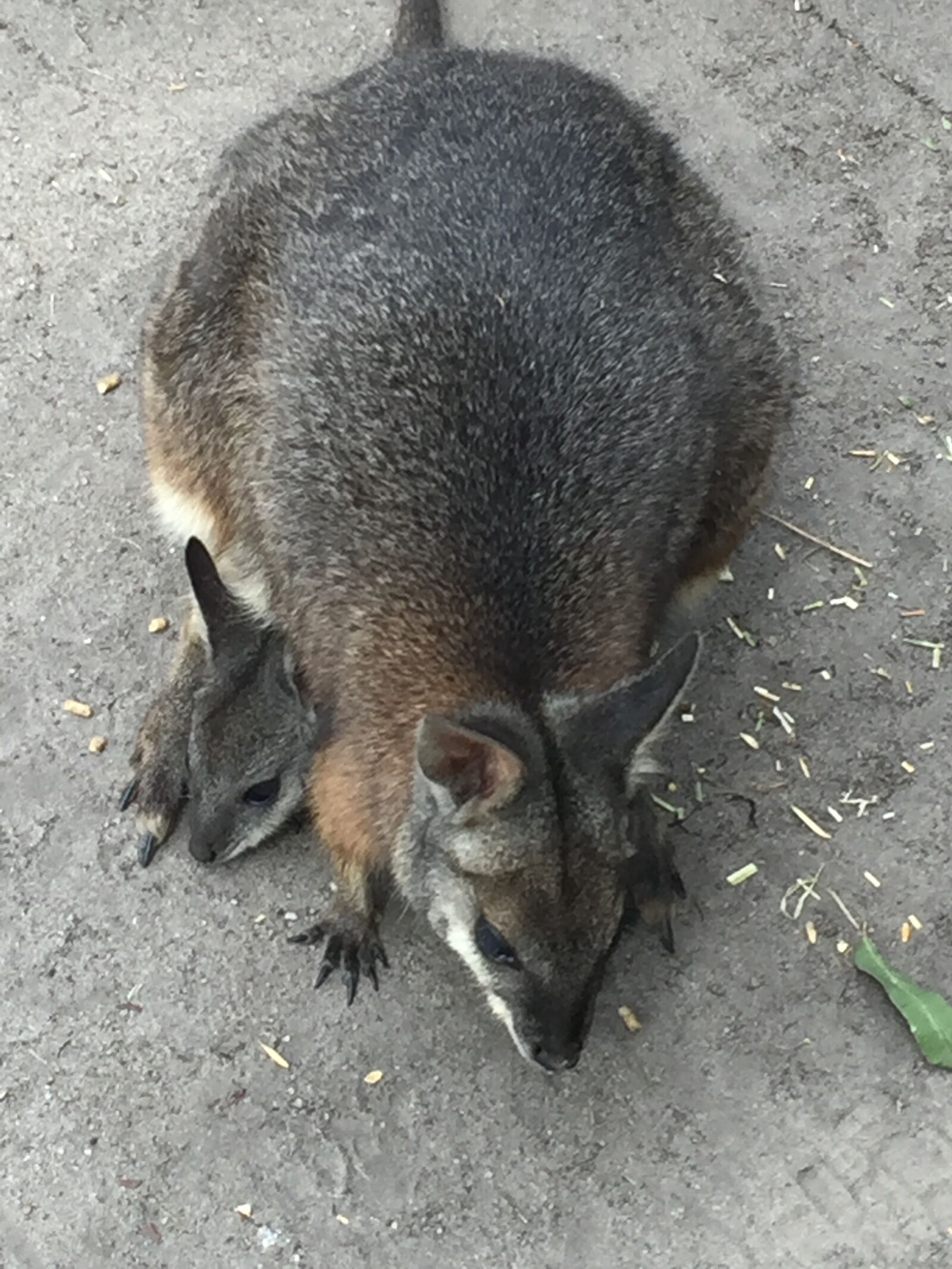 iPhone 6 back camera 4.15mm f/2.2 sample photo. Maru, park, australia, wallabies photography