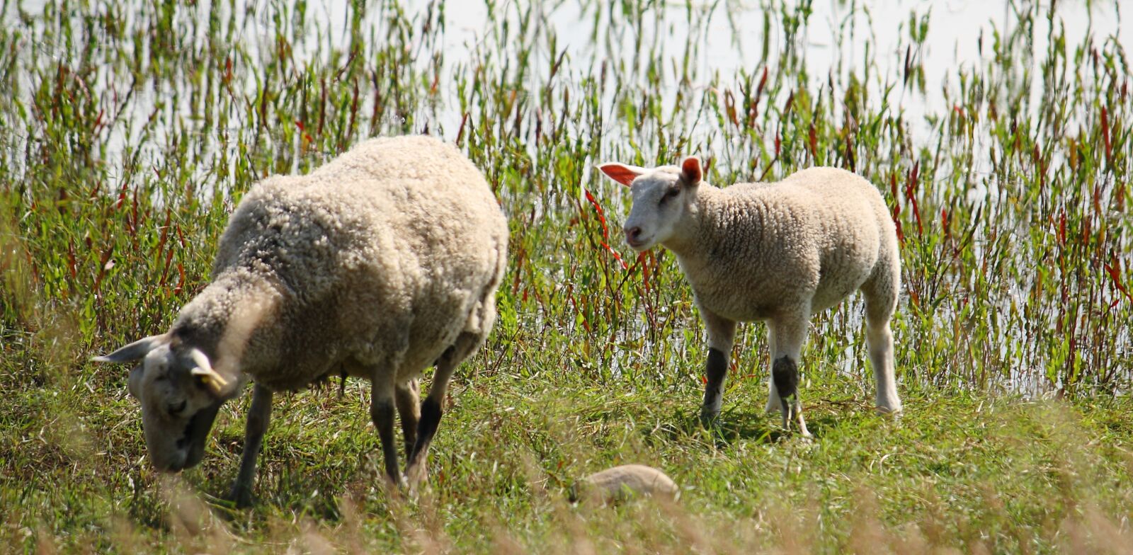 Canon EOS 400D (EOS Digital Rebel XTi / EOS Kiss Digital X) sample photo. Lamb, sheep, country photography
