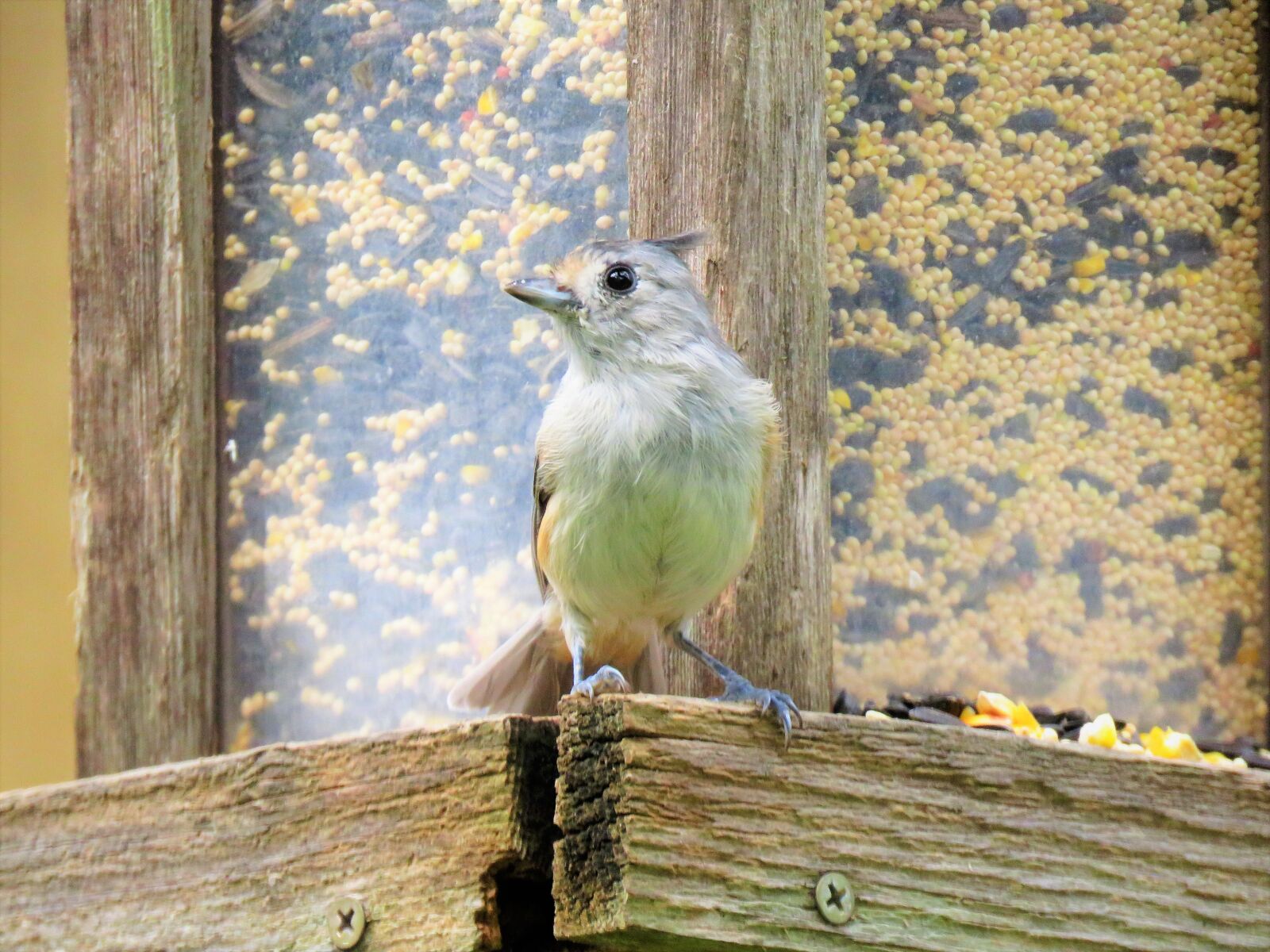 Canon PowerShot SX60 HS sample photo. Bird, small, gray photography