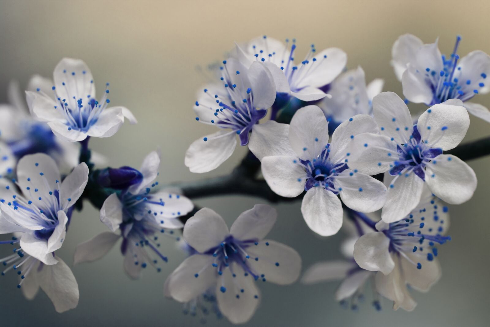 Canon EOS 550D (EOS Rebel T2i / EOS Kiss X4) sample photo. Blossom, blossoms, blue, blue photography