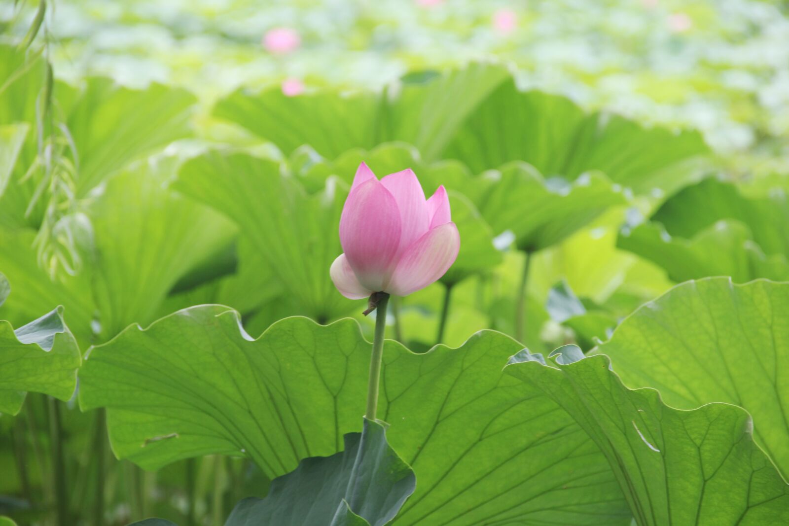 Canon EOS 60D sample photo. Lotus, pink, lotus leaf photography