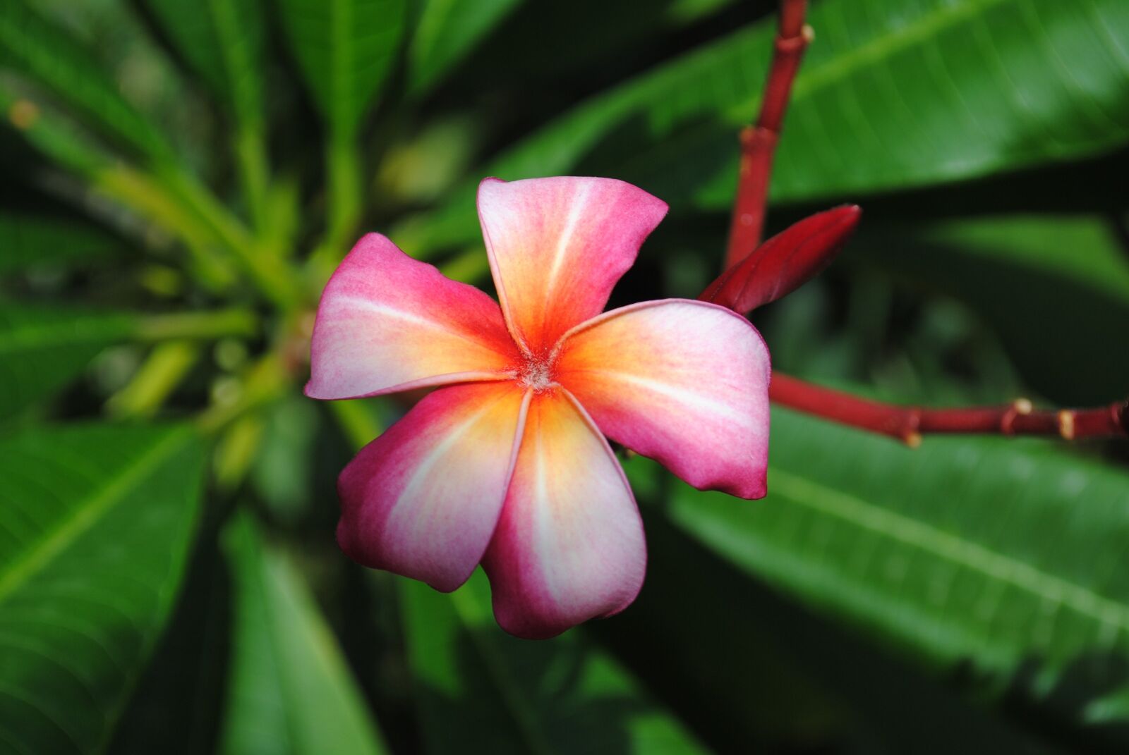Nikon D3000 sample photo. Flower, plumeria, frangipani photography