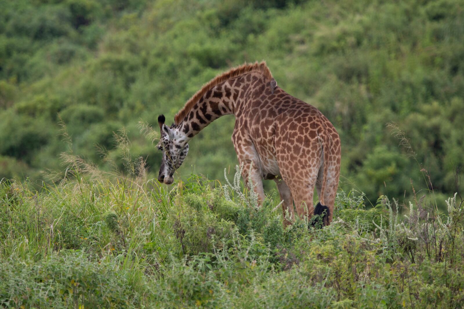 150-600mm F5-6.3 DG OS HSM | Contemporary 015 sample photo. Giraffe, eat, tanzania photography