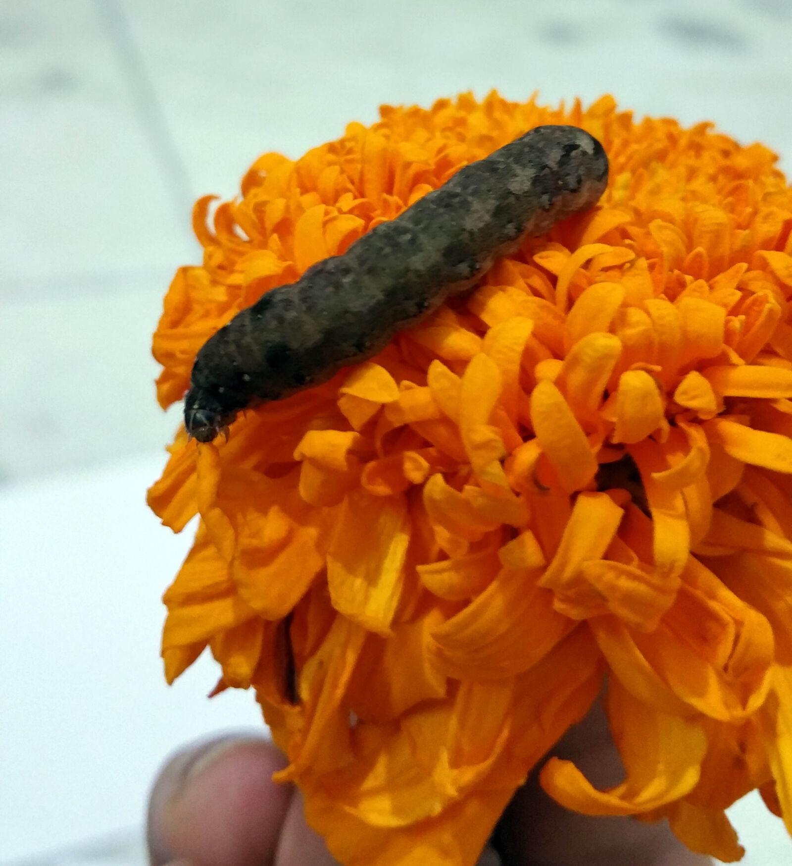 Samsung Galaxy Note4 sample photo. Marigold photography