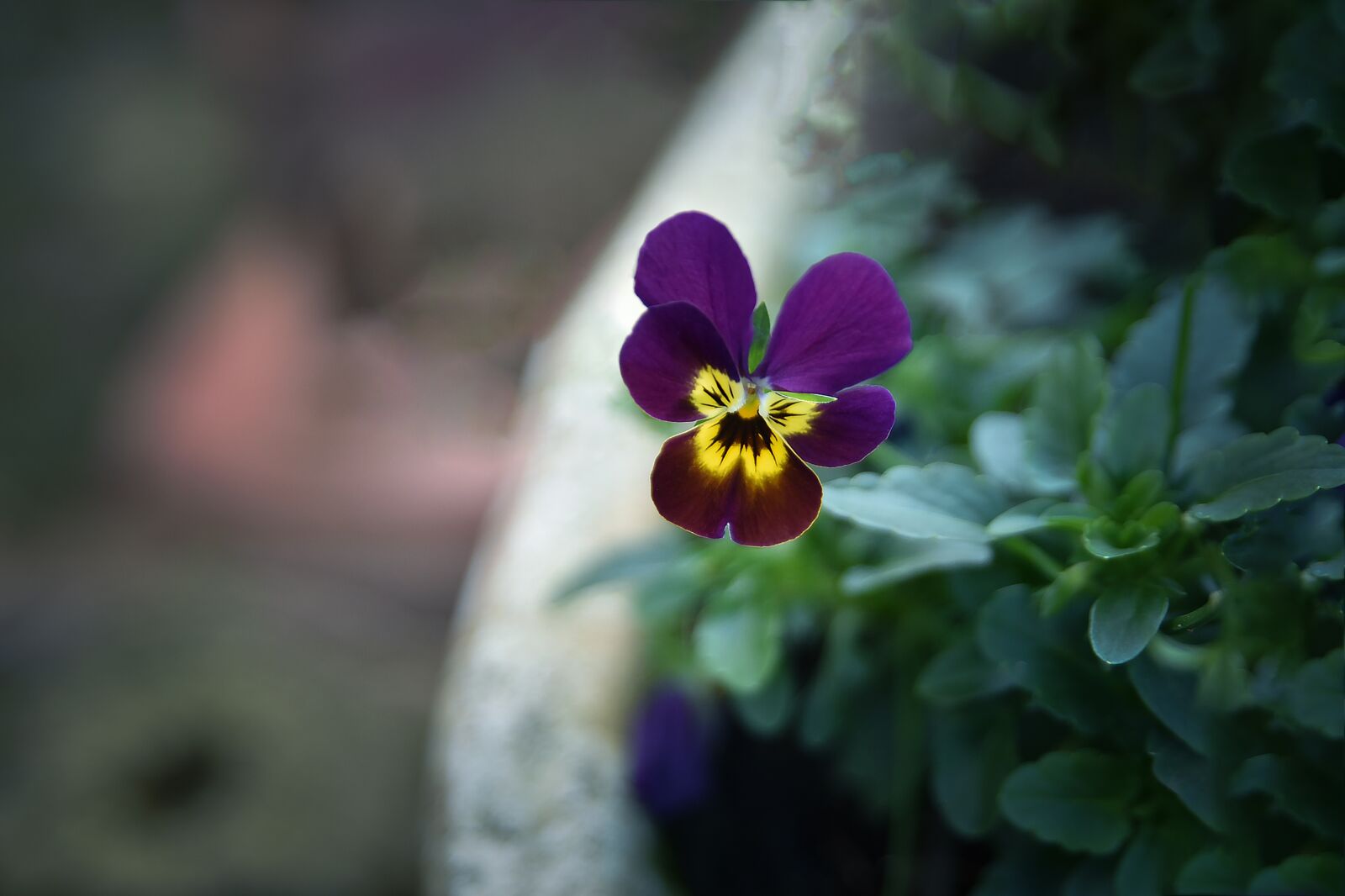 Nikon D750 sample photo. Flower, flora, nature photography