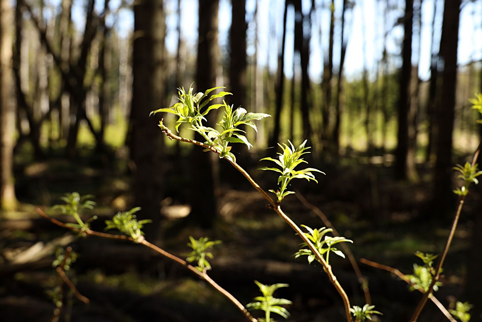 Canon EOS R sample photo. Growth, plant, nature photography