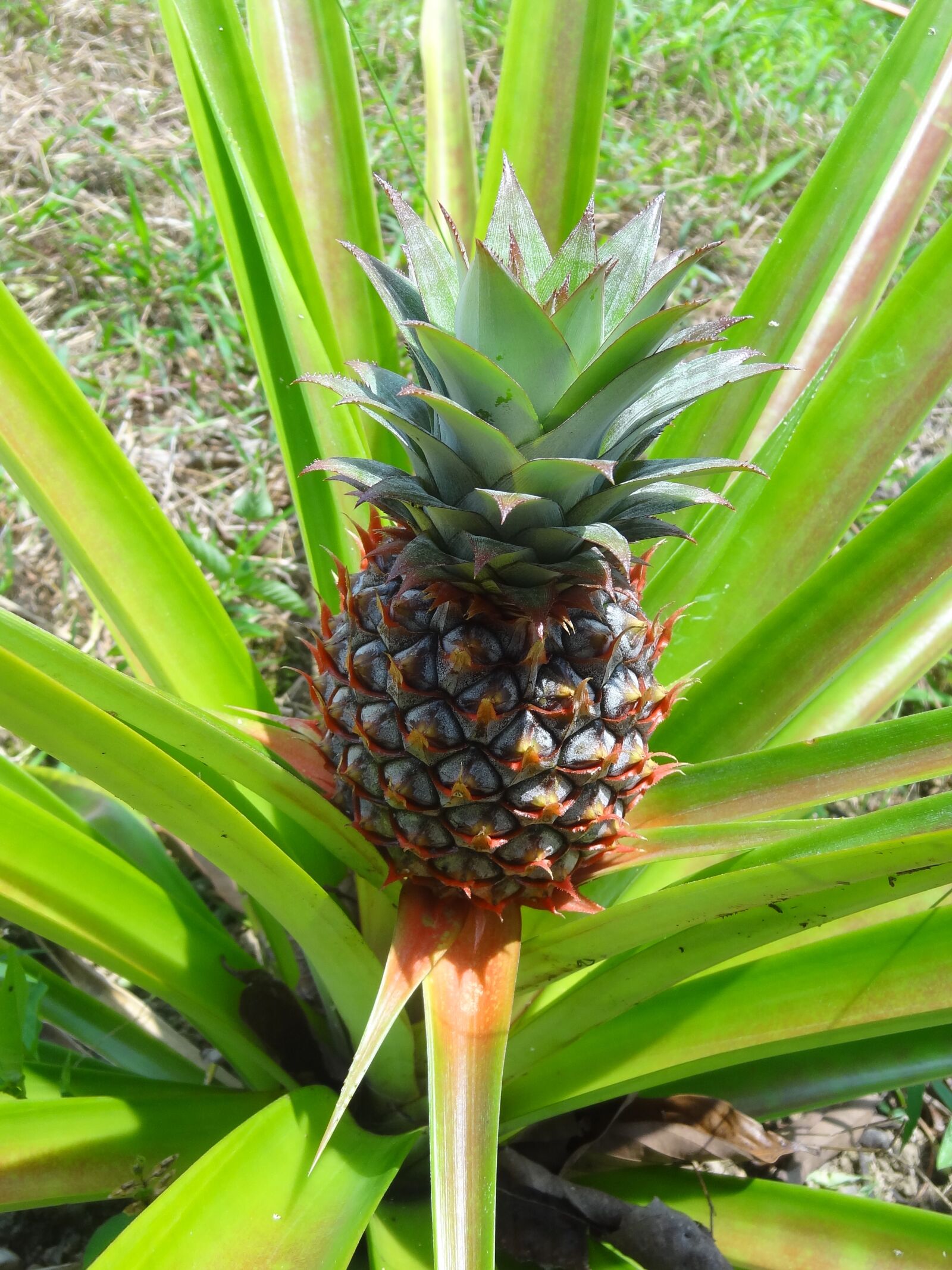 Sony Cyber-shot DSC-HX9V sample photo. Pineapple, plant, food photography