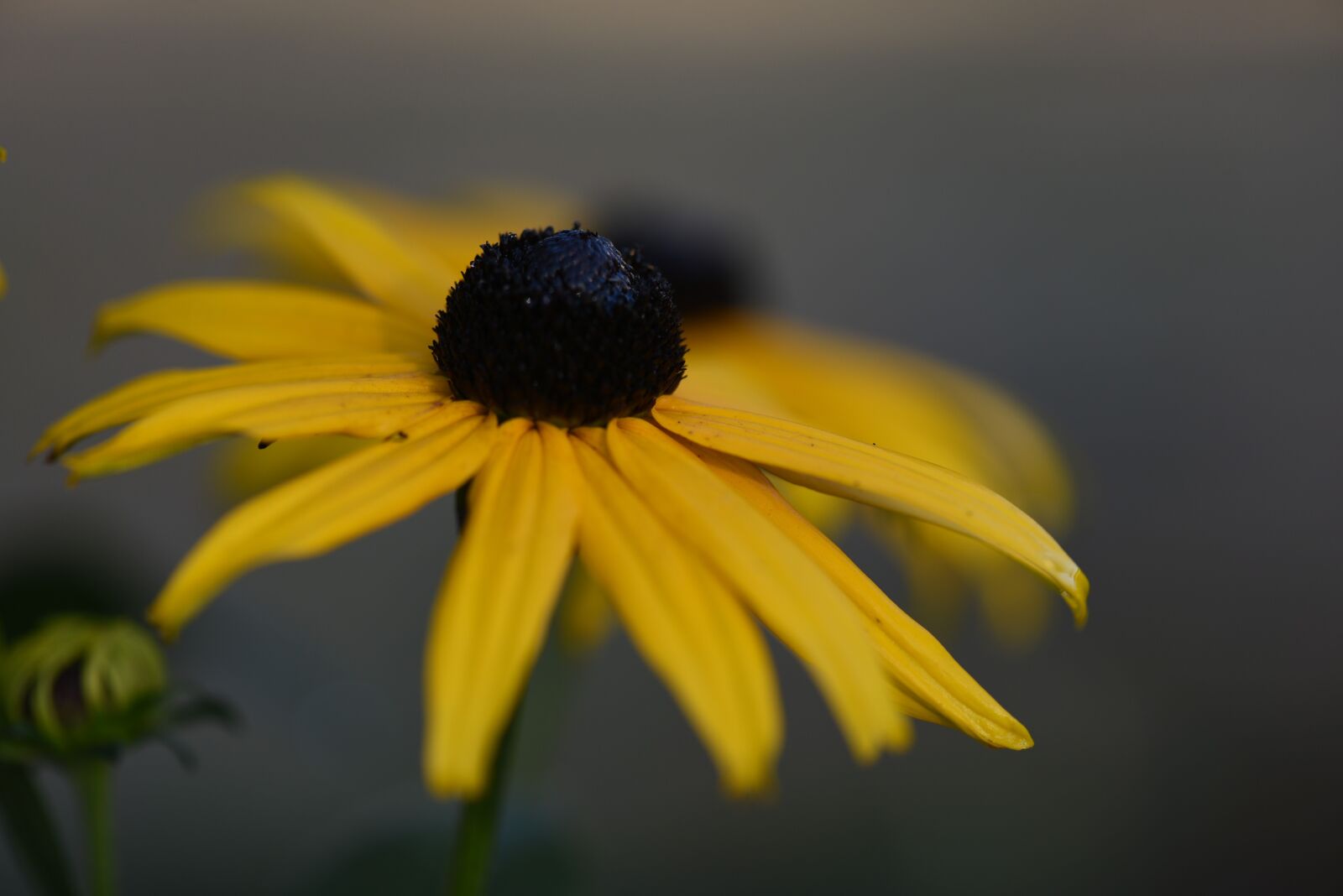 Nikon D750 sample photo. Black-eyed susan, sunflower, bloom photography