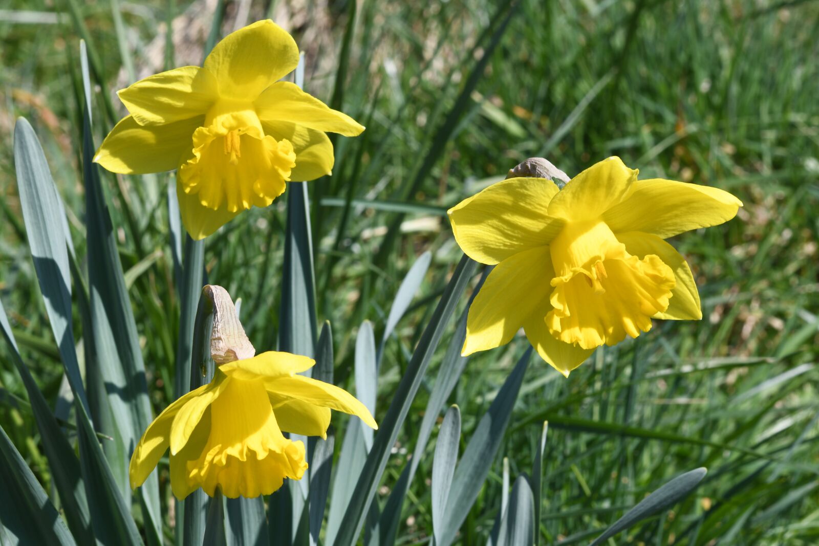 Nikon D7500 sample photo. Flowers, yellow, spring photography