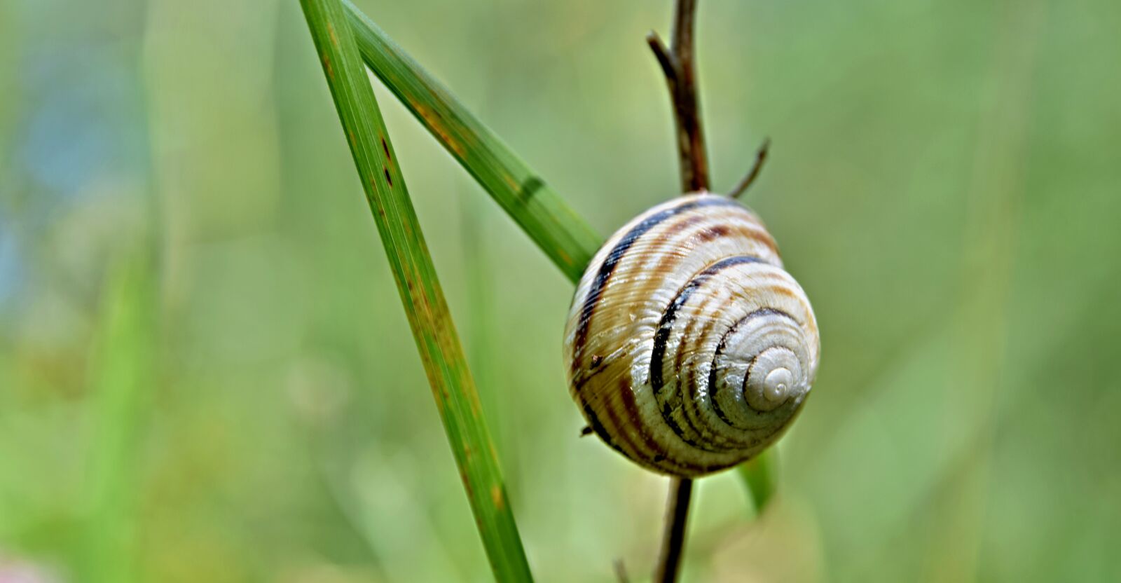 Nikon D5300 sample photo. Snail, conch, grass photography