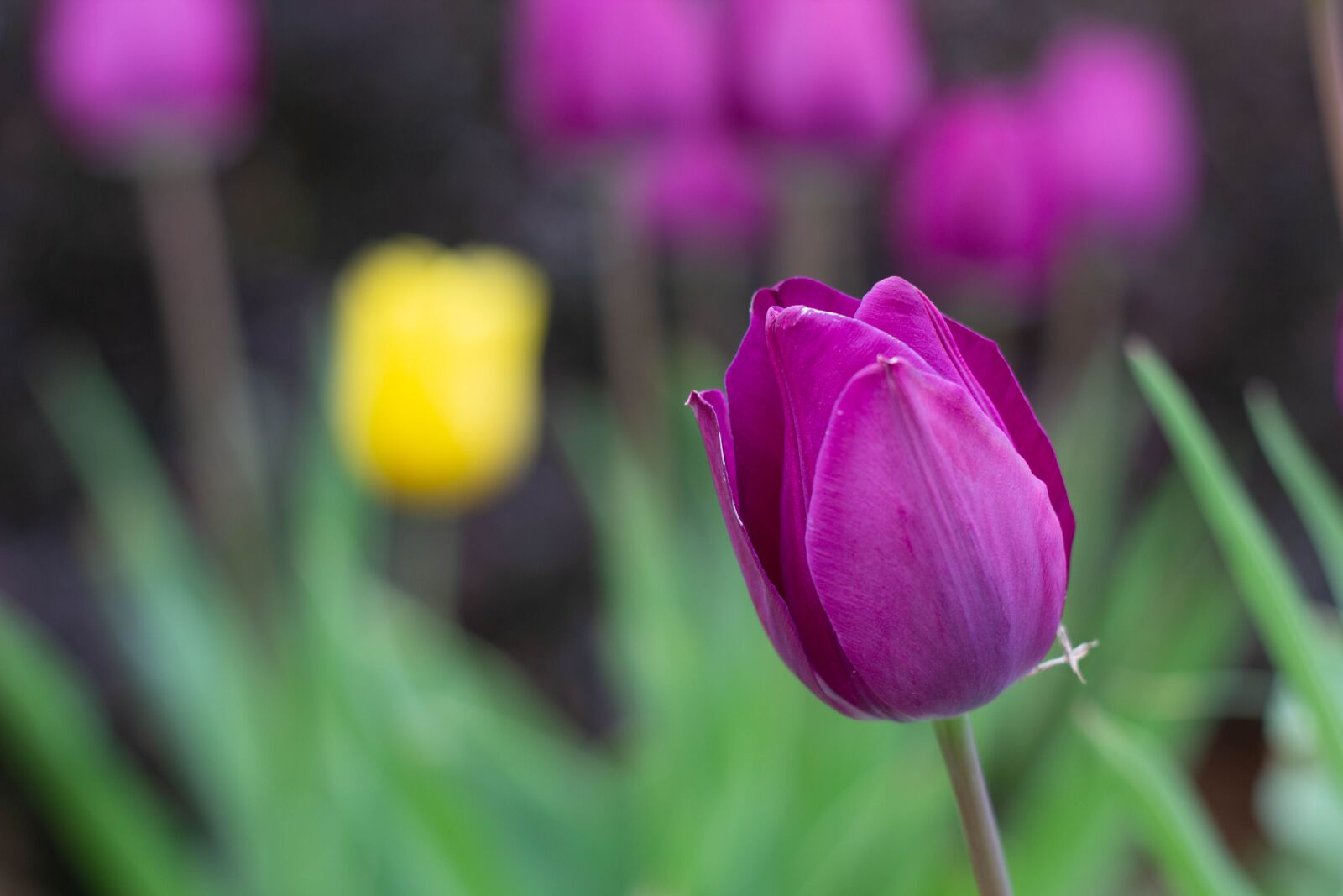 Canon EOS 60D + Canon EF 50mm F1.8 II sample photo. Flowers, tulips, plants photography