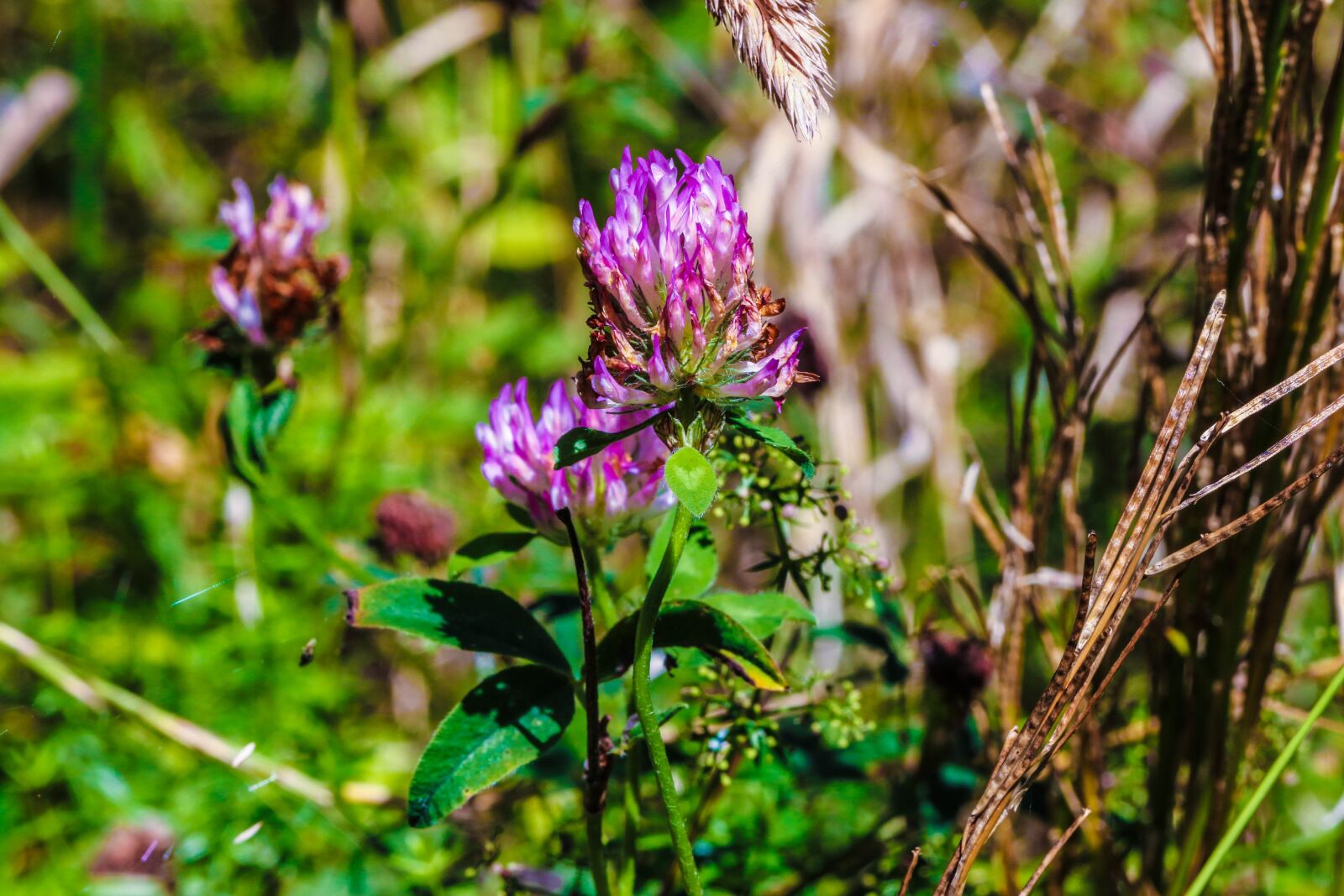 Canon EOS 7D Mark II sample photo. Wildflower, summer, pink photography