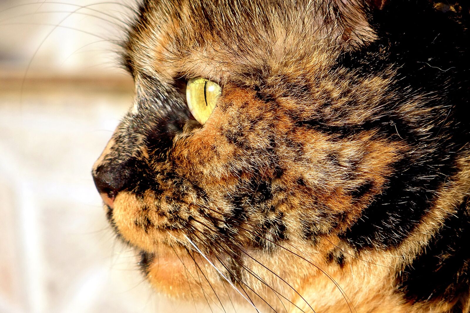 Sony DSC-HX200V sample photo. Cat, animal, skins photography