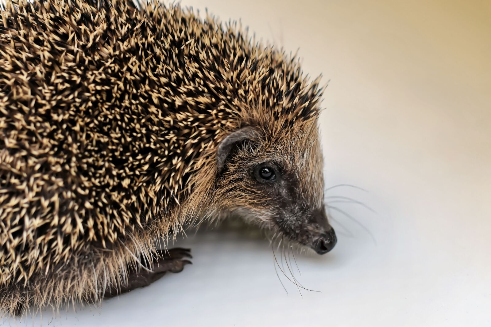 Nikon D7200 sample photo. Hedgehog child, small, 240g photography
