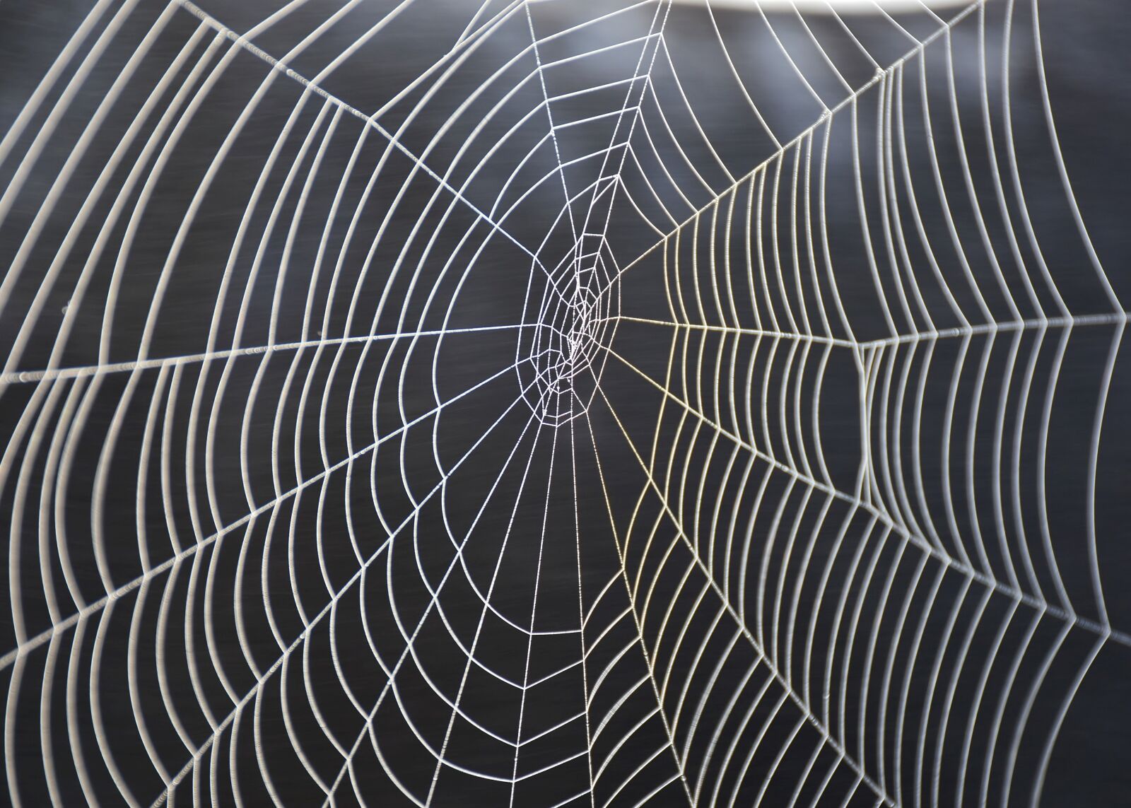 Nikon D7200 sample photo. Cobweb, spider, nature photography