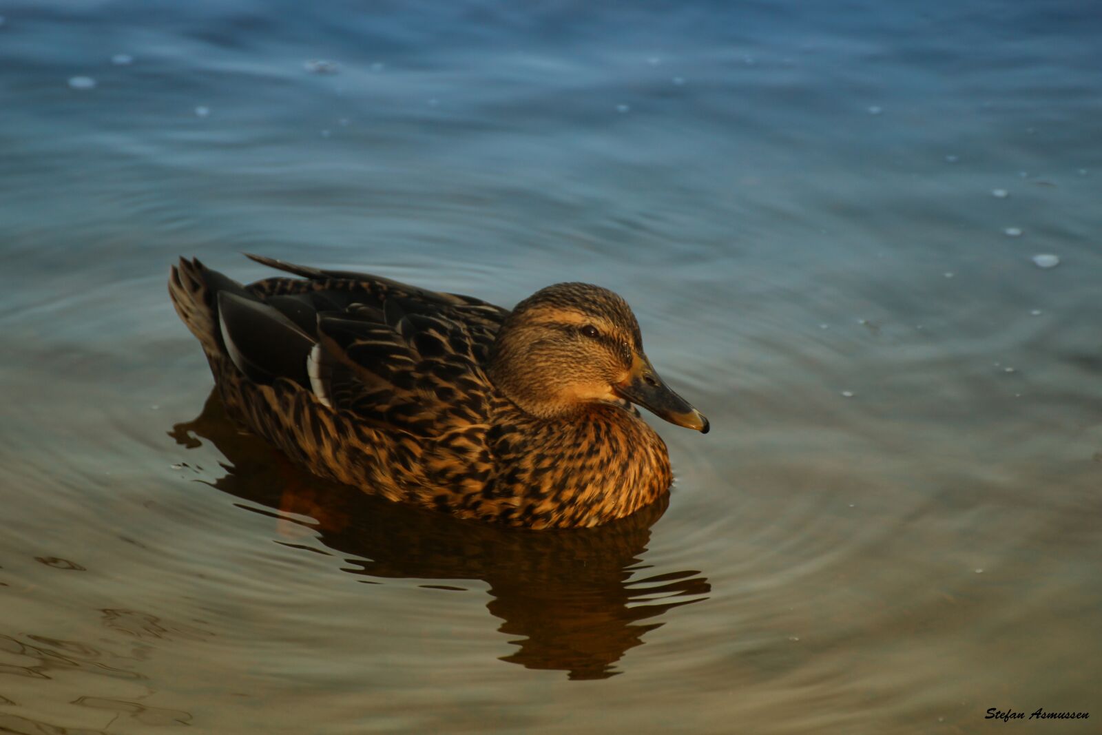 Canon EOS 600D (Rebel EOS T3i / EOS Kiss X5) sample photo. Duck, water, nature photography