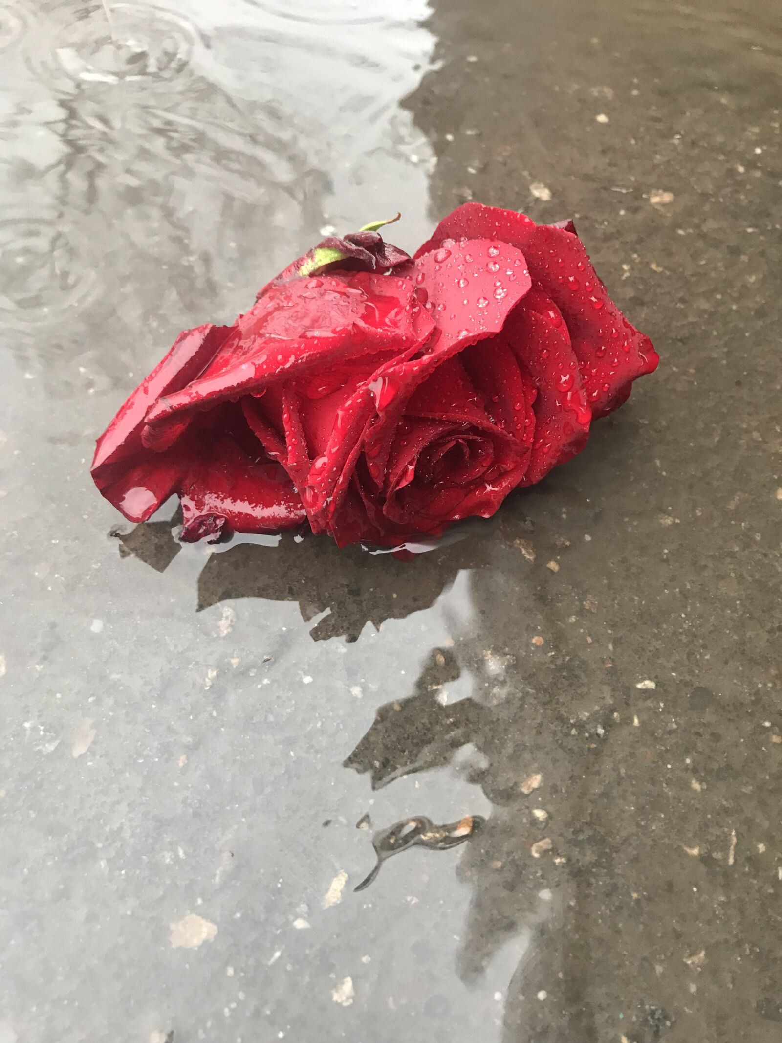 iPhone 7 back camera 3.99mm f/1.8 sample photo. Rose, winter, rain photography