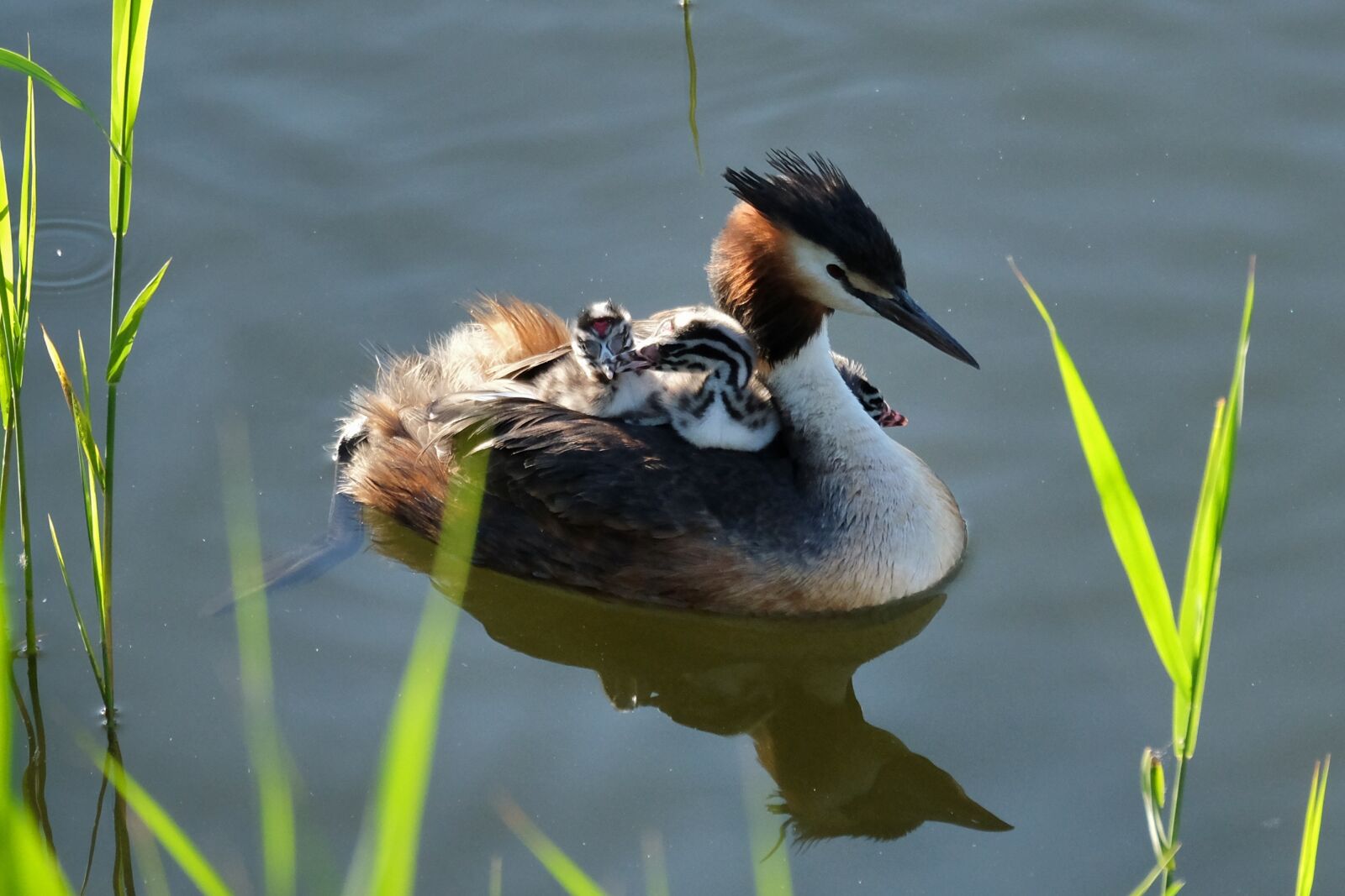 Fujifilm X-T10 sample photo. Great crested grebe, chicks photography